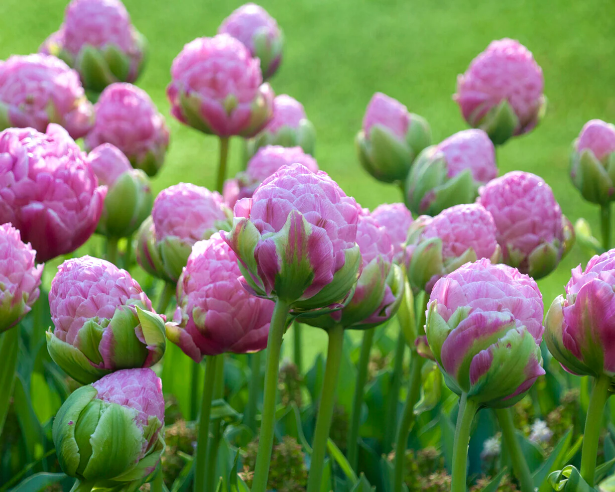 Tulip 'Strawberry Cream' - Image 4