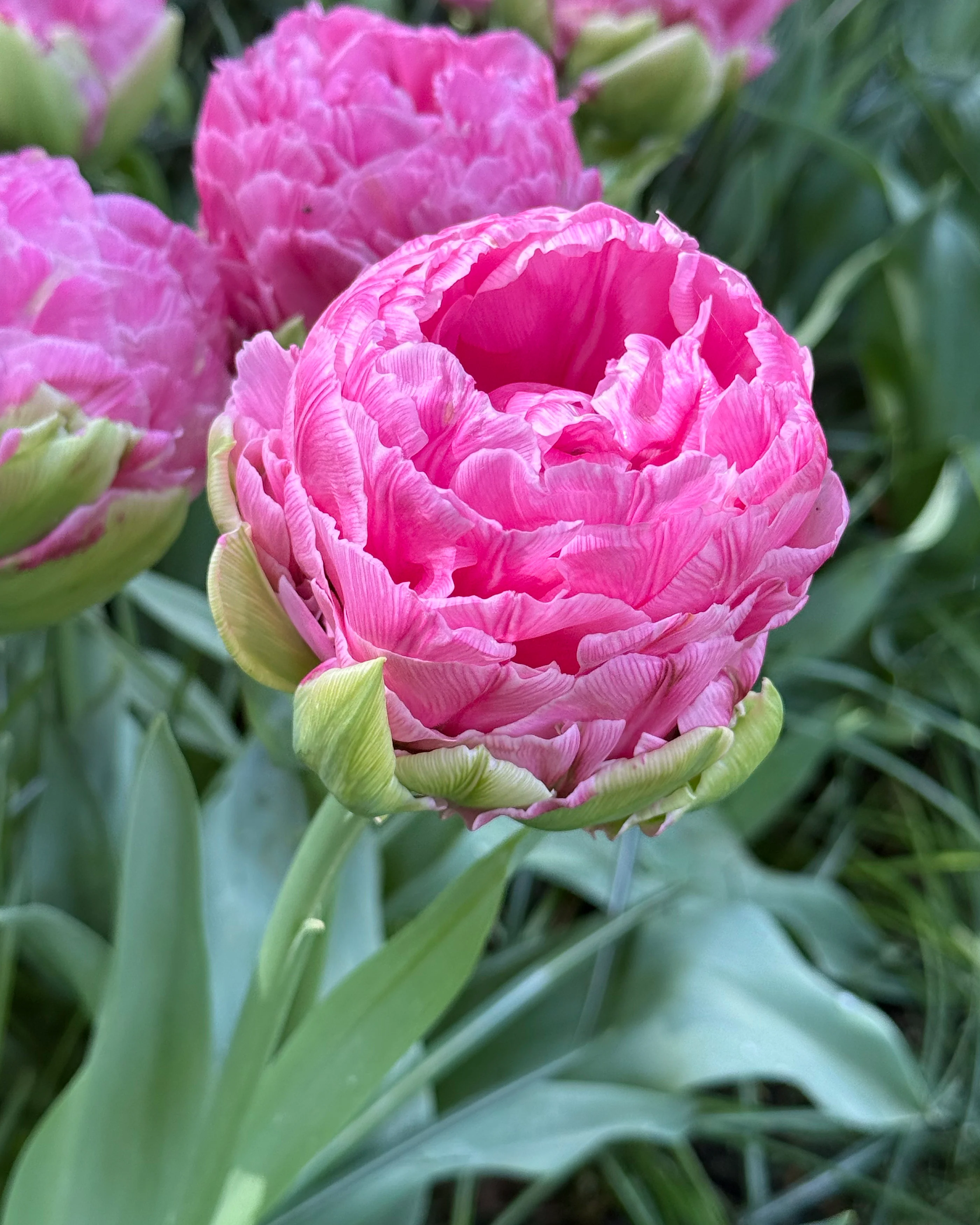 Tulip 'Strawberry Cream' - Image 5