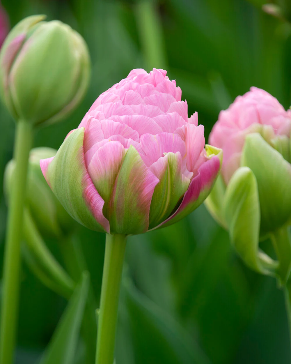 Tulip 'Strawberry Cream' - Image 6