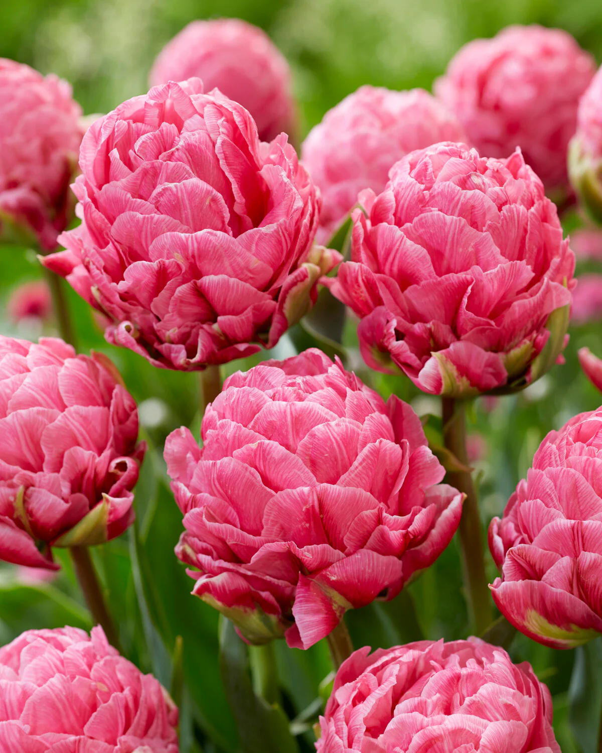 Tulip 'Strawberry Cream' - Image 7