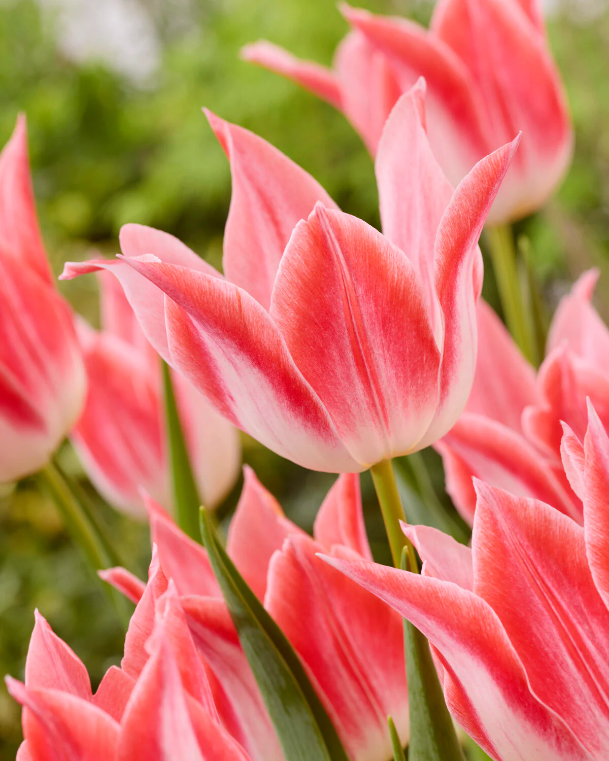 Tulip 'Strawberry Romanoff' - Image 2