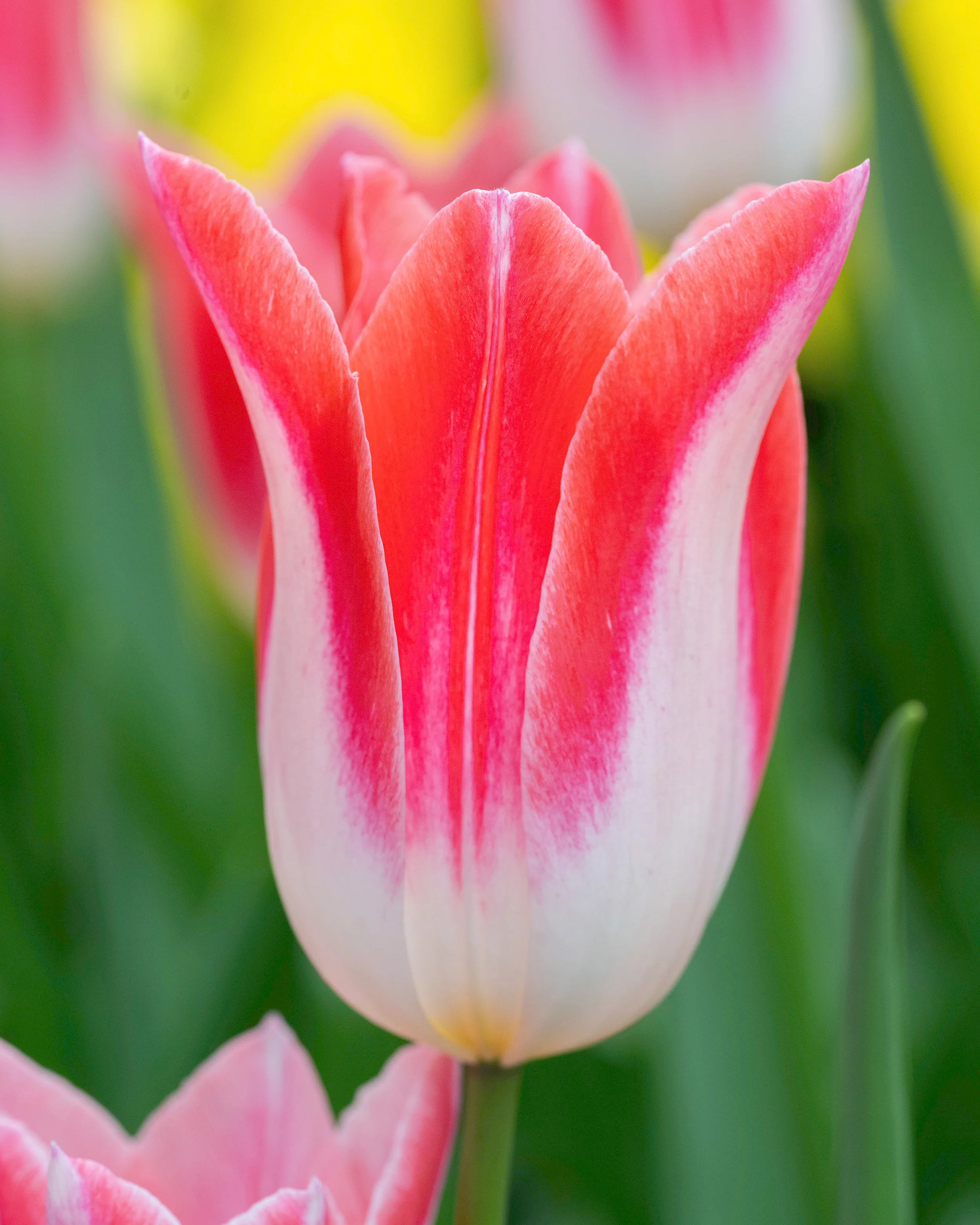 Tulip 'Strawberry Romanoff' - Image 7