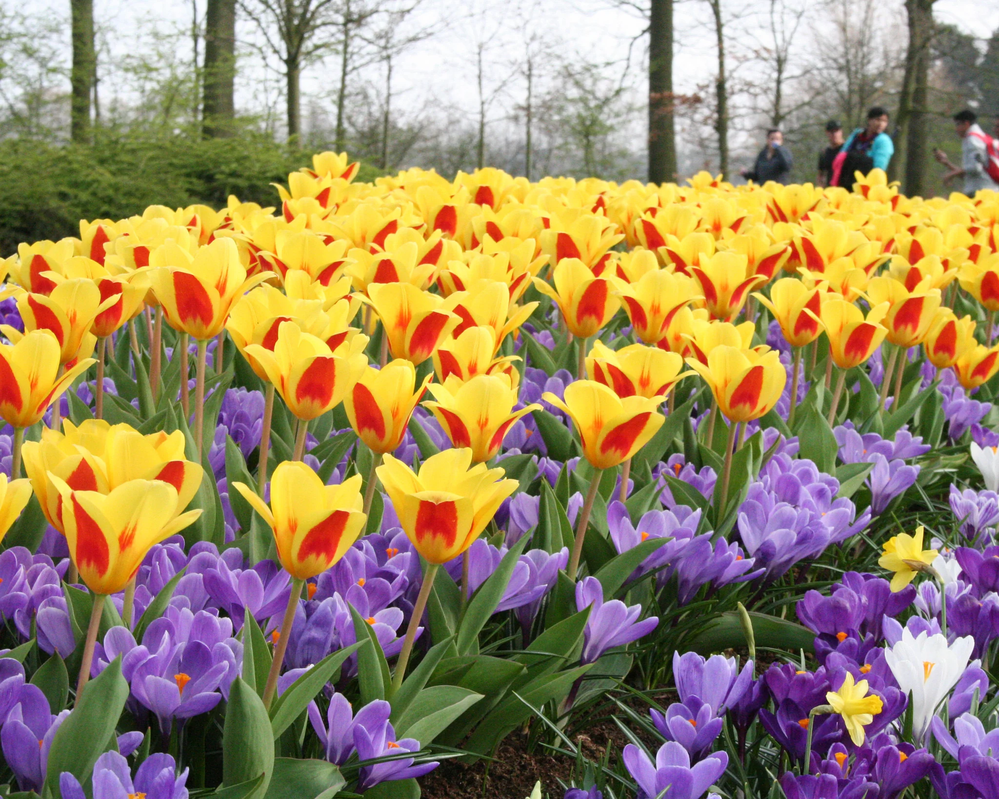 Tulip 'Stresa' - Image 2