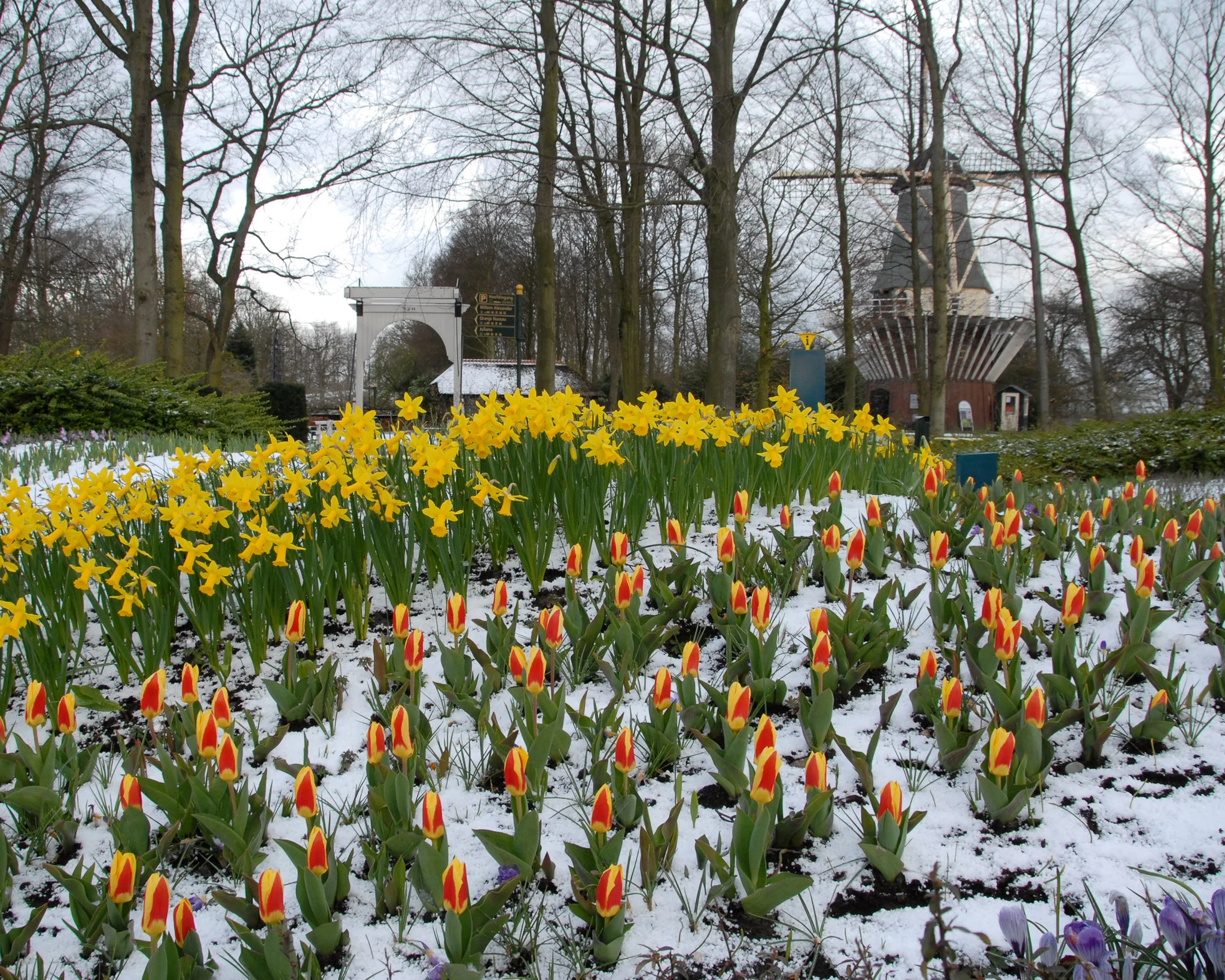 Tulip 'Stresa' - Image 3