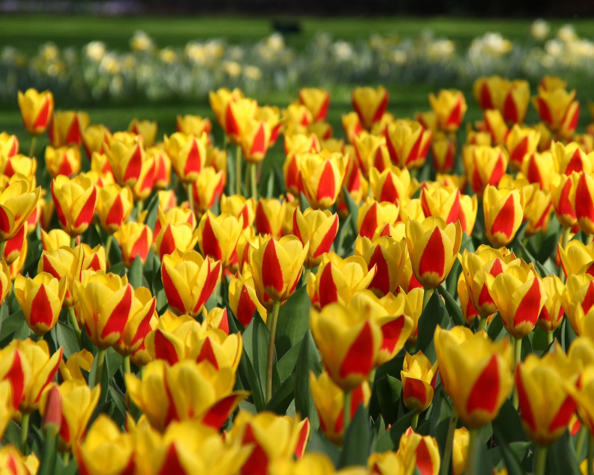 Tulip 'Stresa' - Image 4