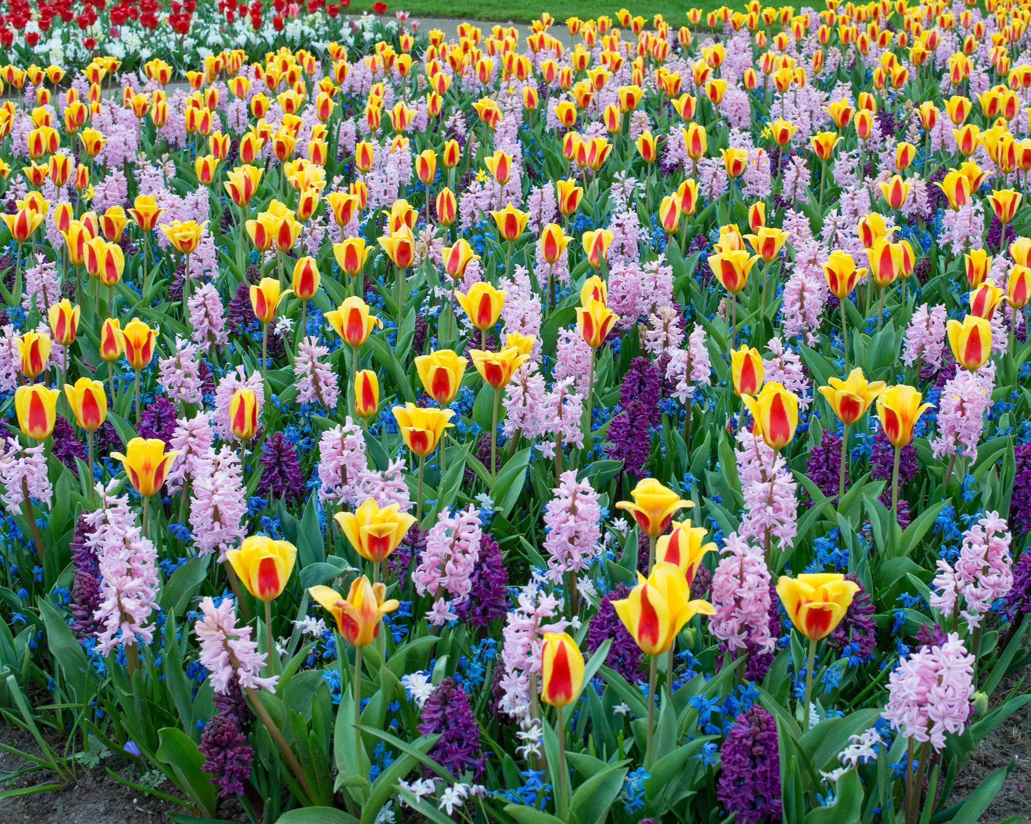 Tulip 'Stresa' - Image 5