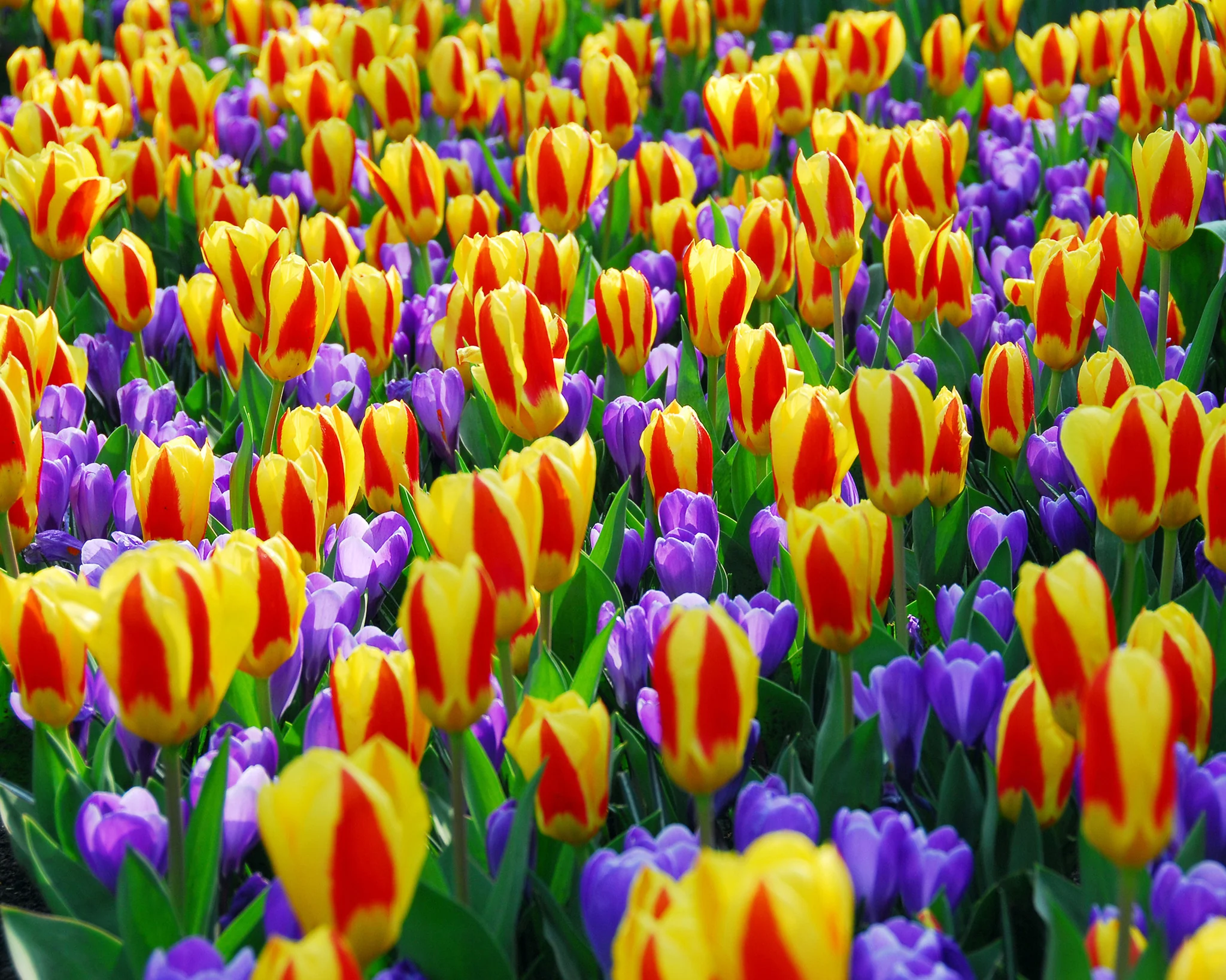 Tulip 'Stresa' - Image 9
