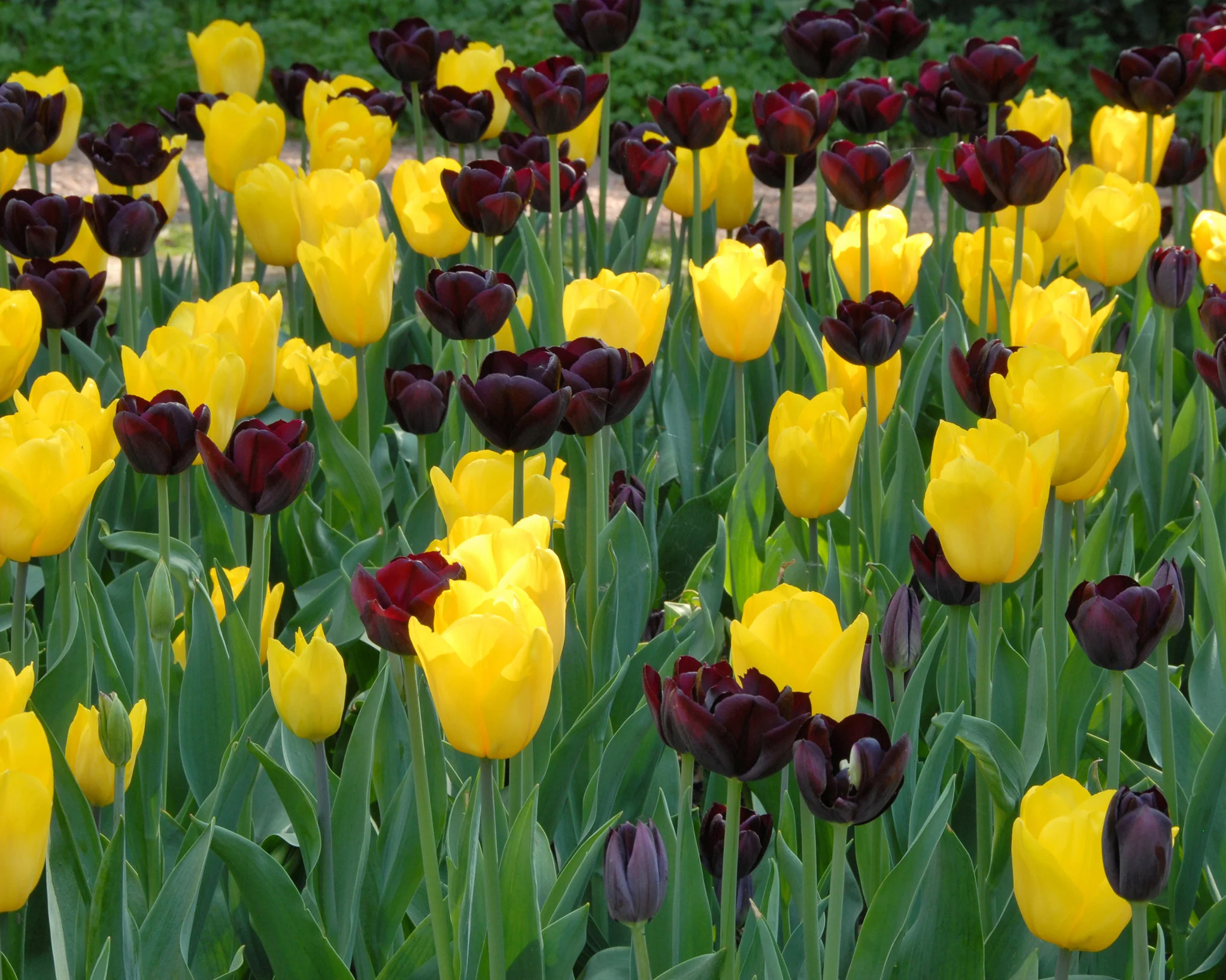 Tulip 'Strong Gold' - Image 2