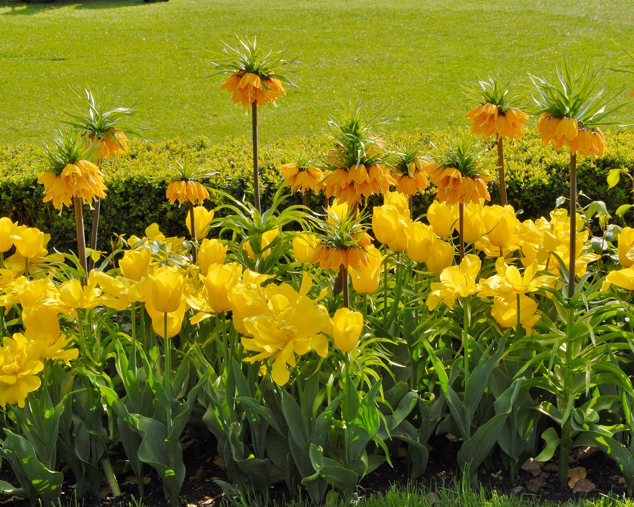 Tulip 'Strong Gold' - Image 6