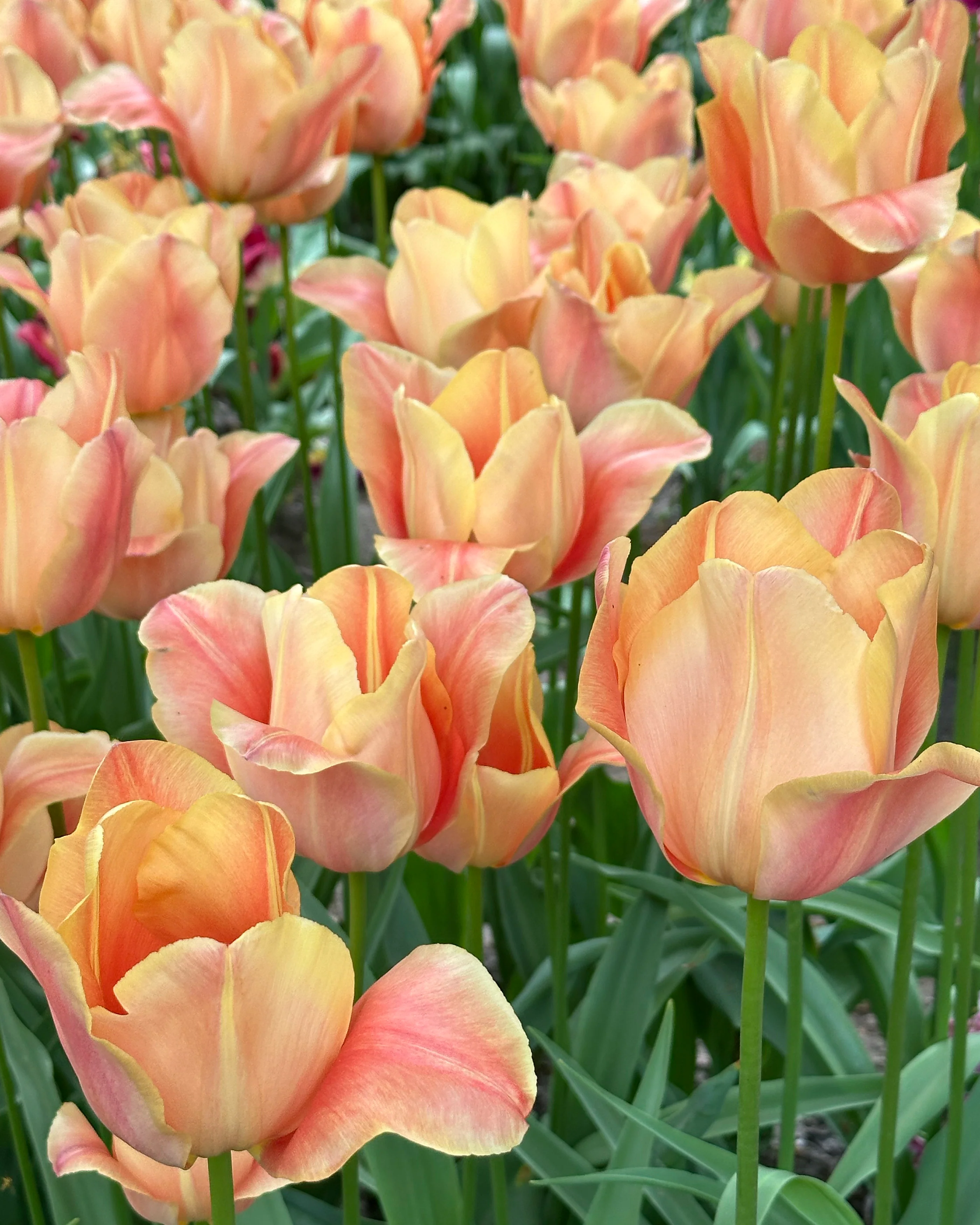 Tulip 'Stunning Beauty' - Image 4