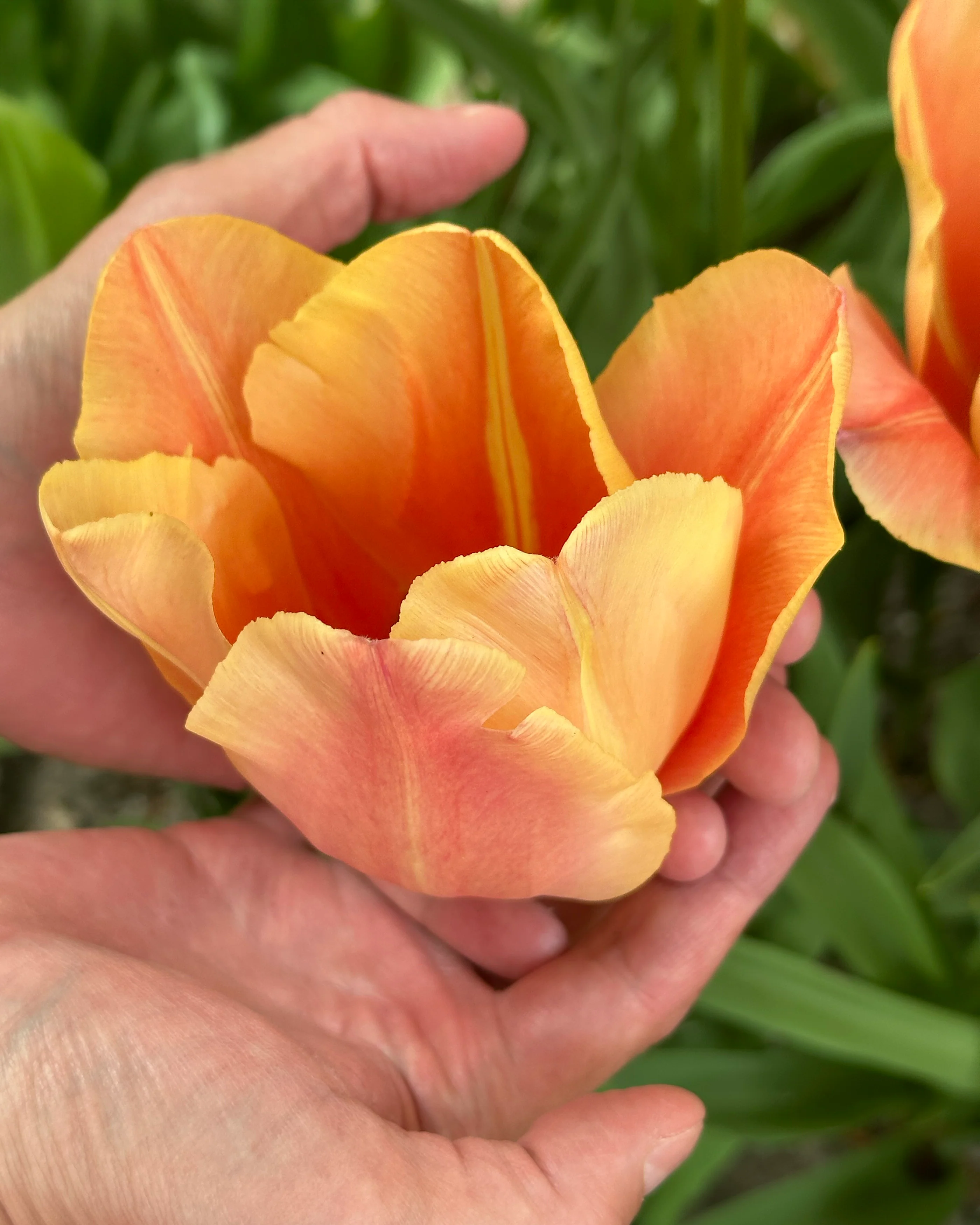 Tulip 'Stunning Beauty' - Image 5