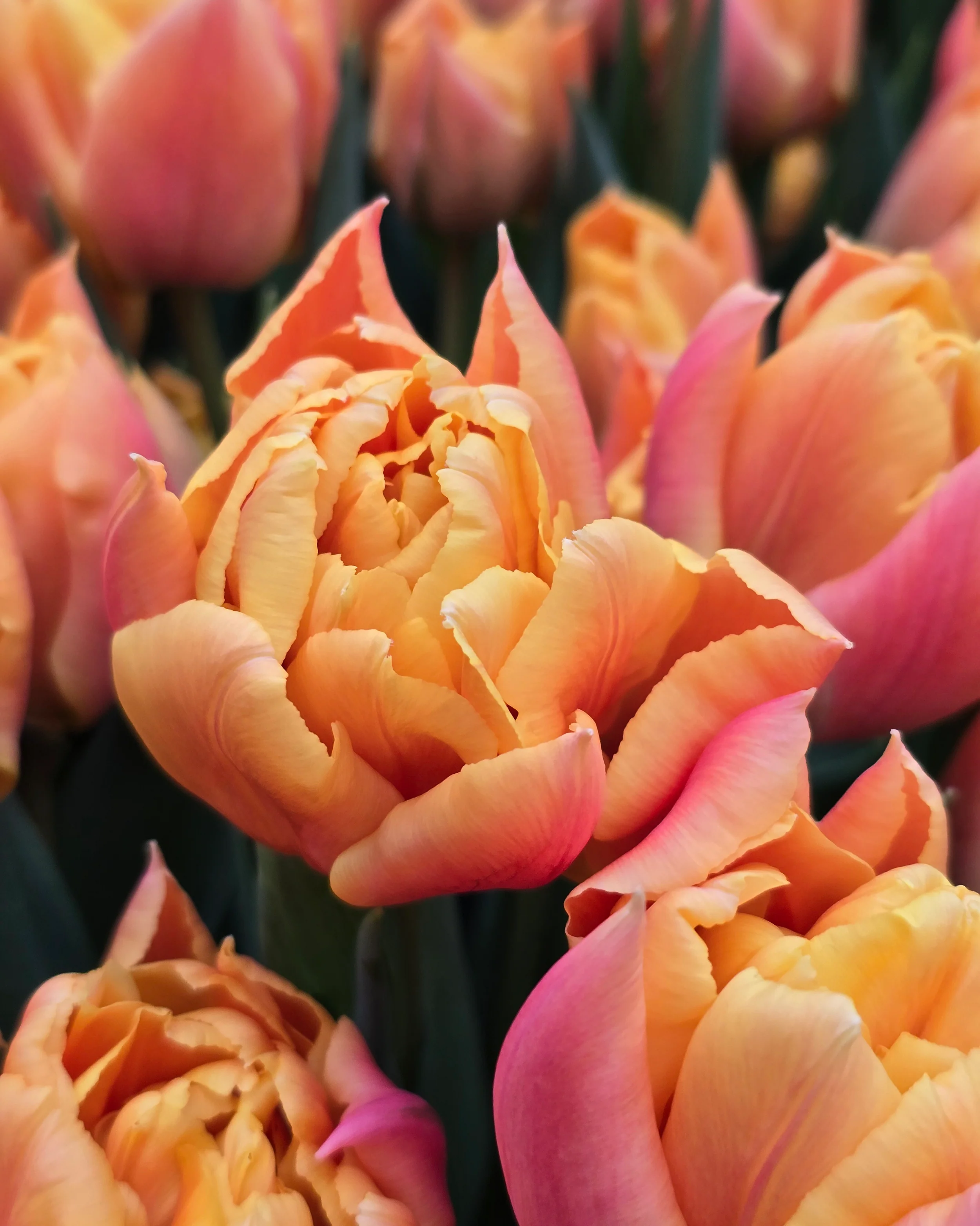 Tulip 'Summer Sun' - Image 2