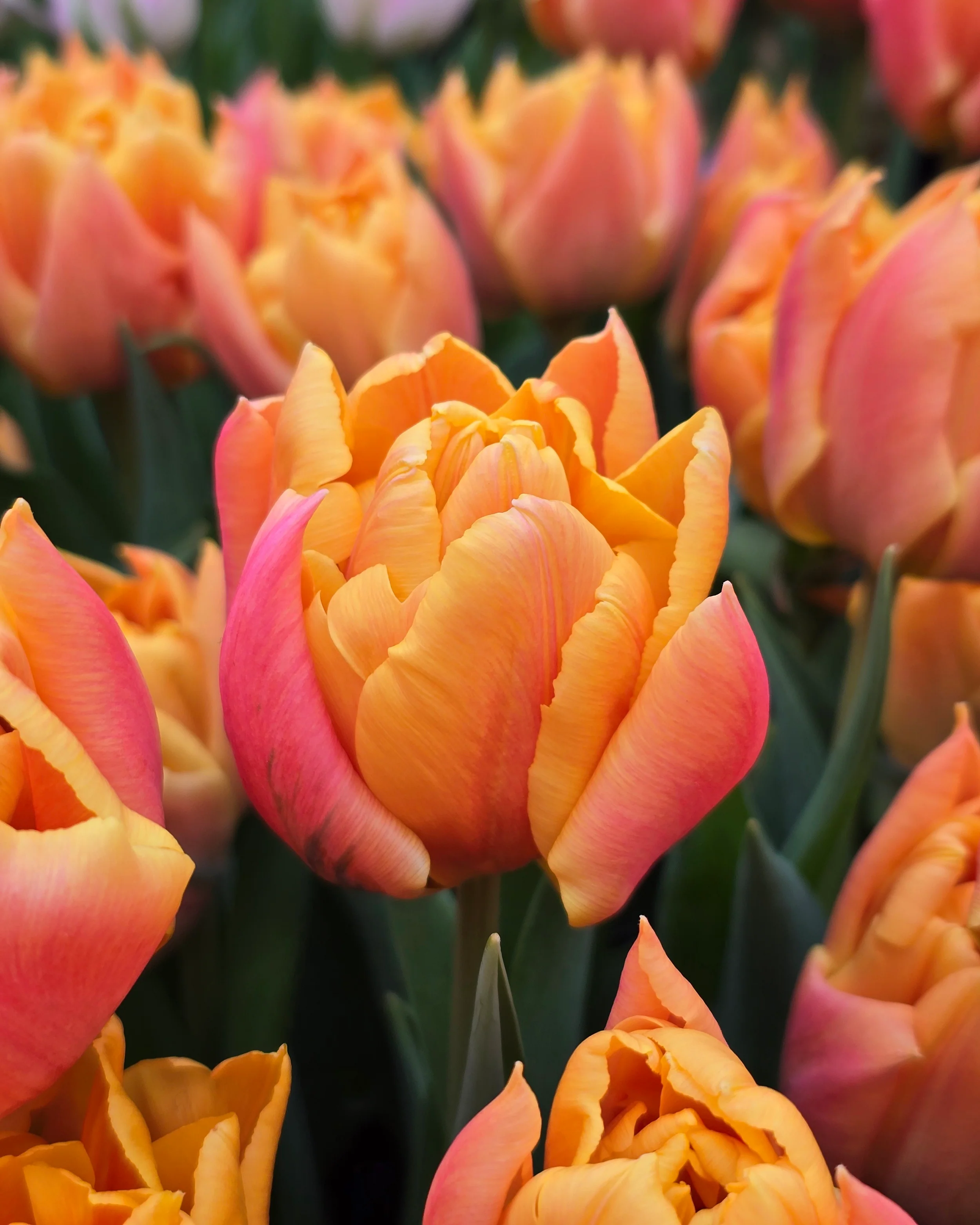 Tulip 'Summer Sun' - Image 3