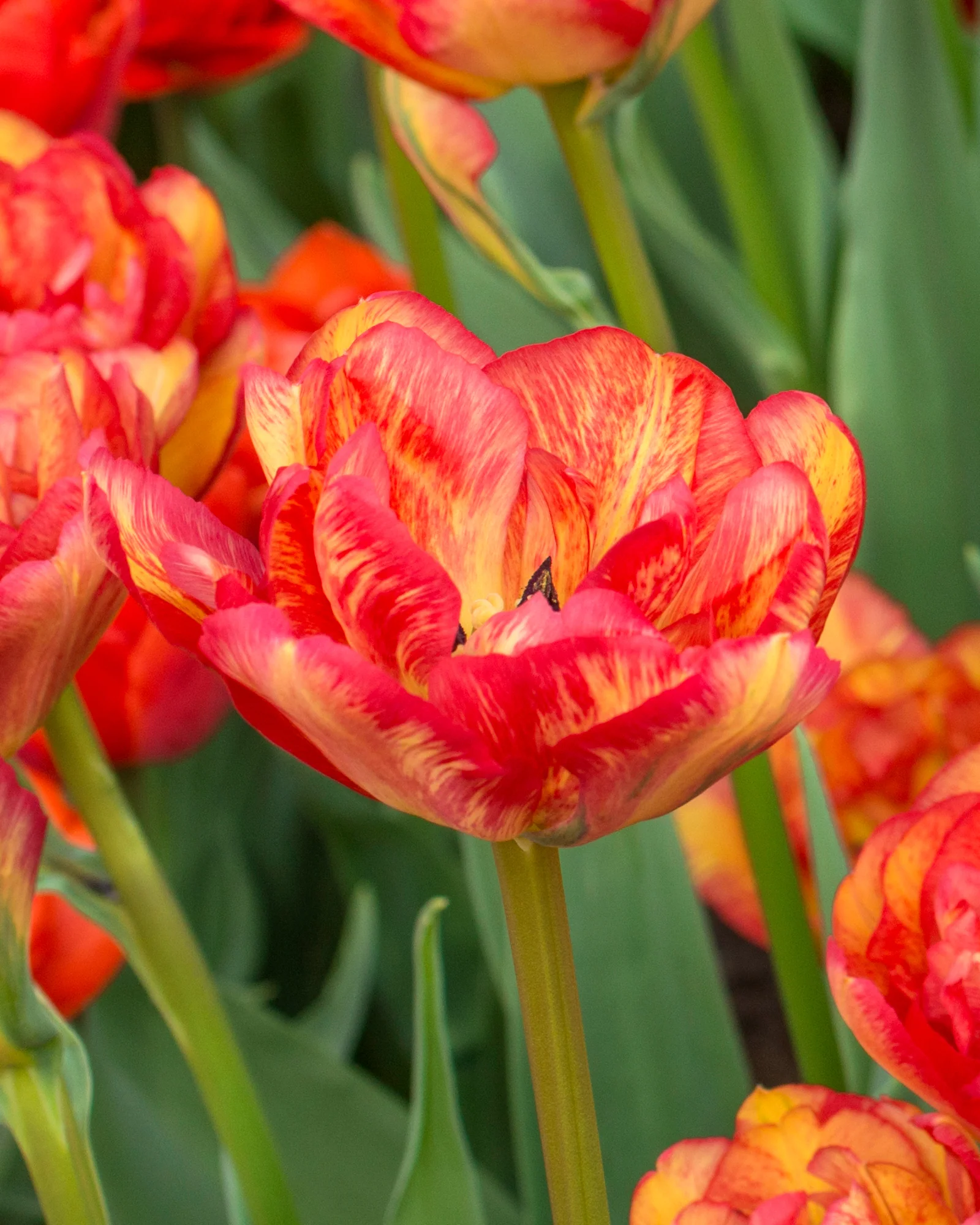 Tulip 'Sundowner'