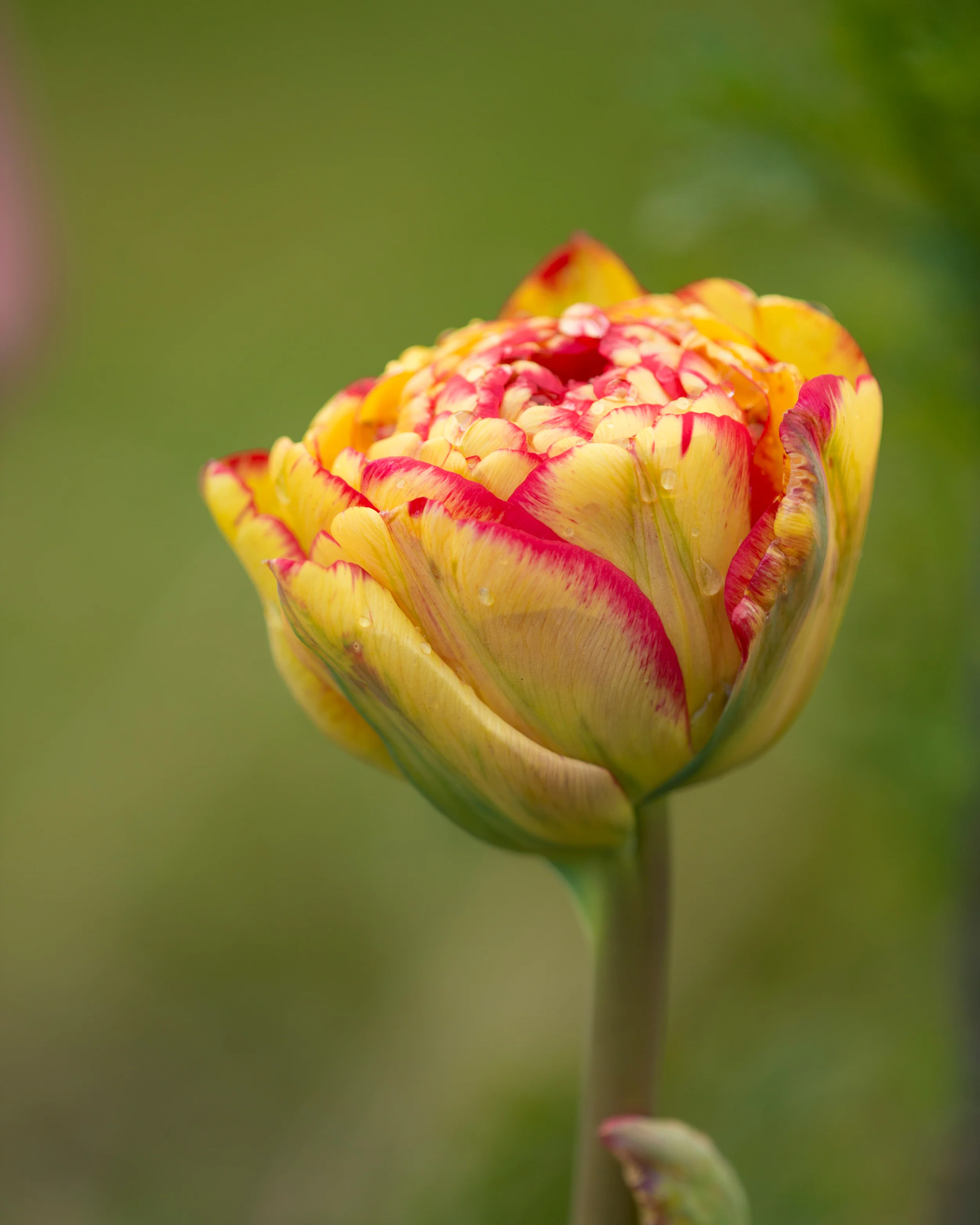 Tulip 'Sundowner' - Image 2