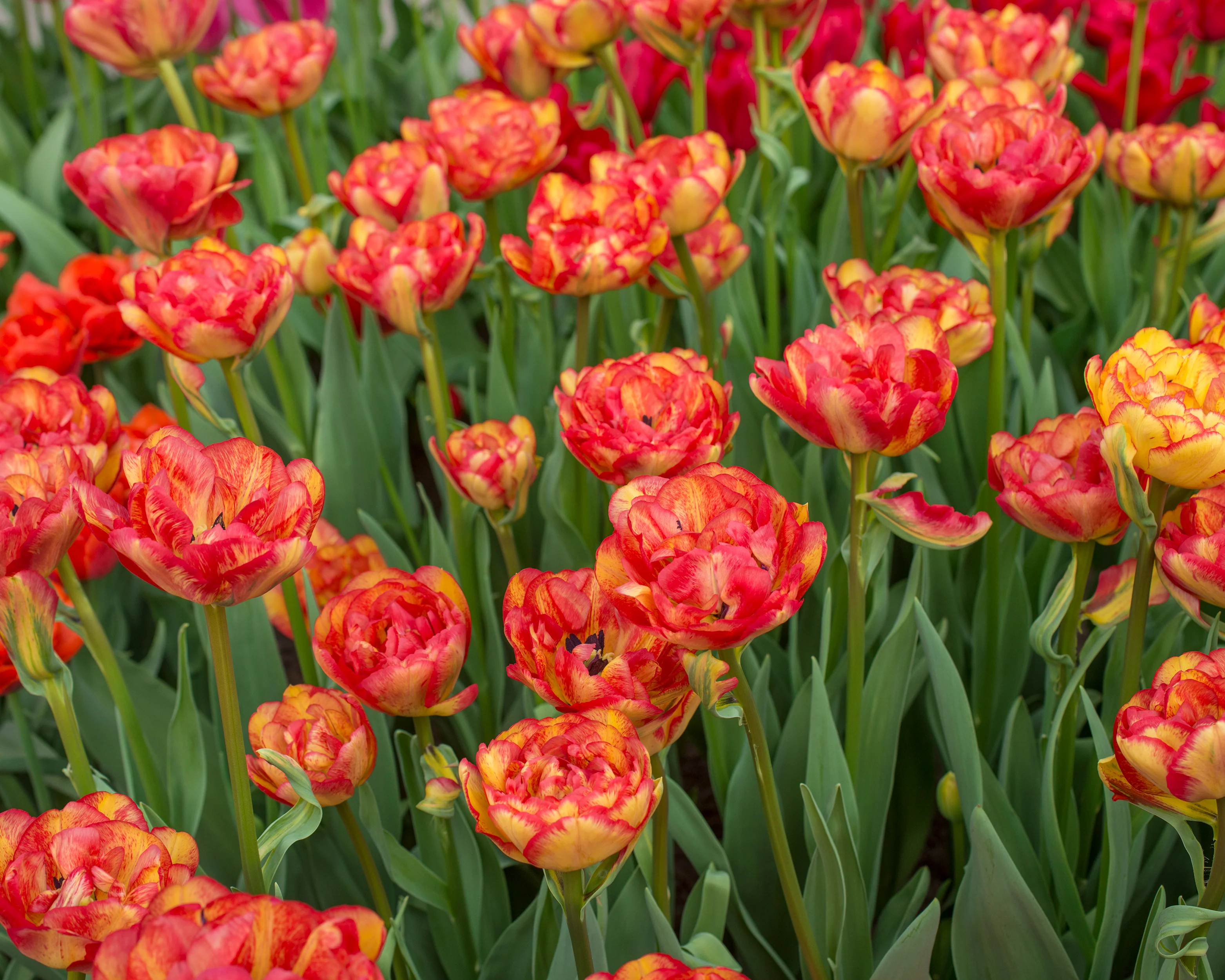 Tulip 'Sundowner' - Image 5