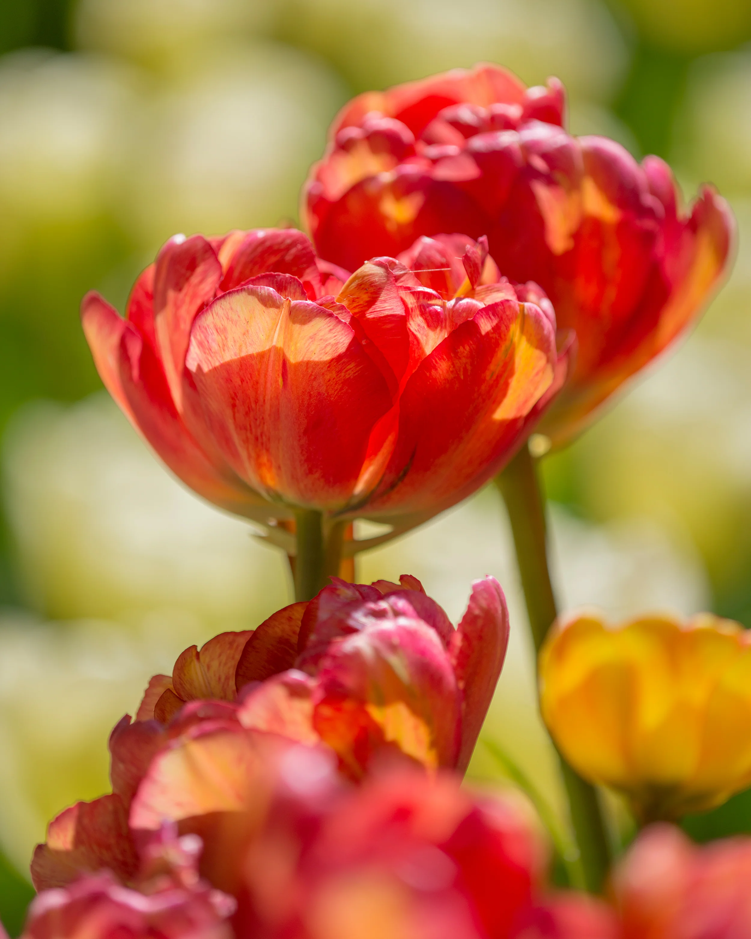 Tulip 'Sundowner' - Image 6