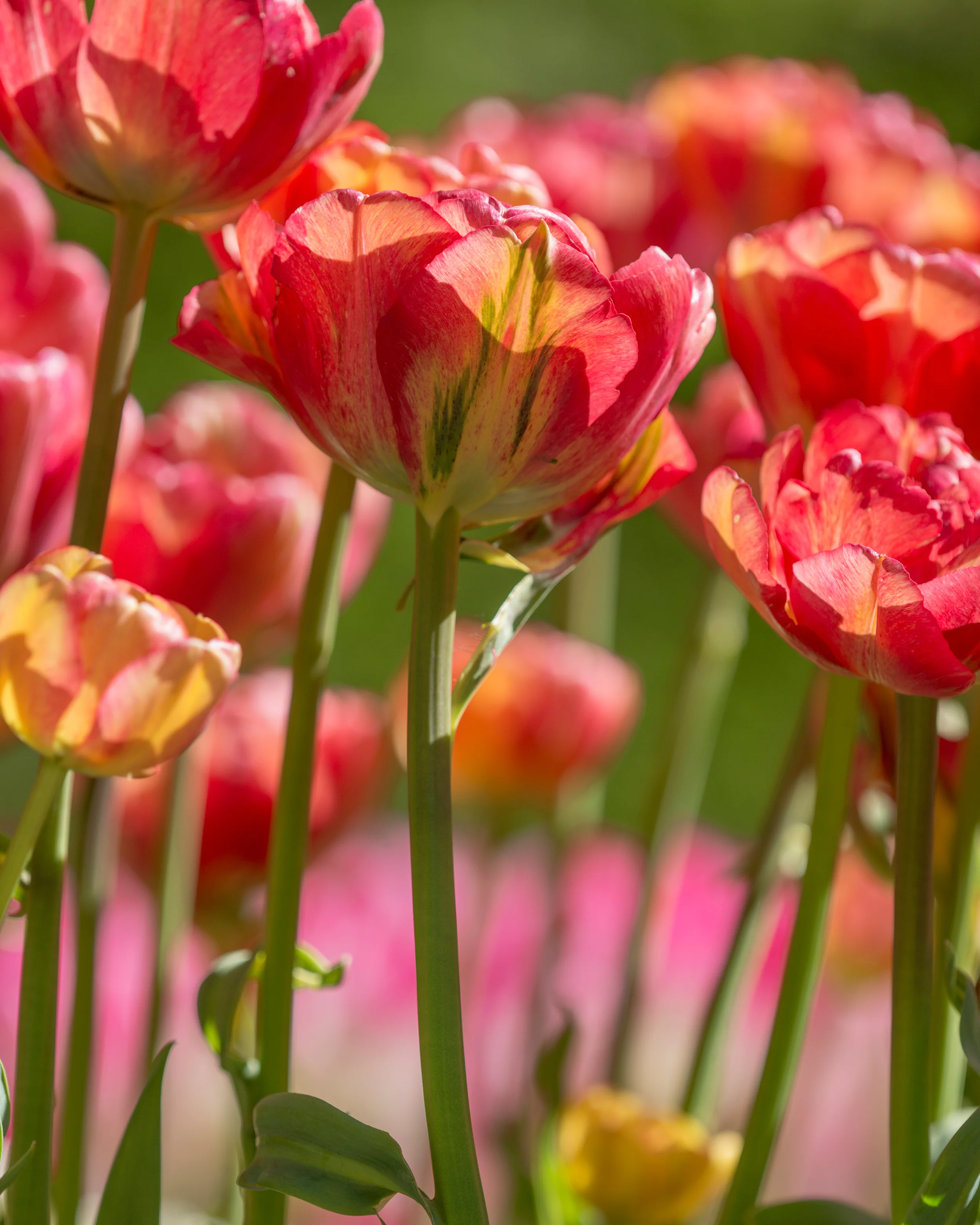 Tulip 'Sundowner' - Image 8