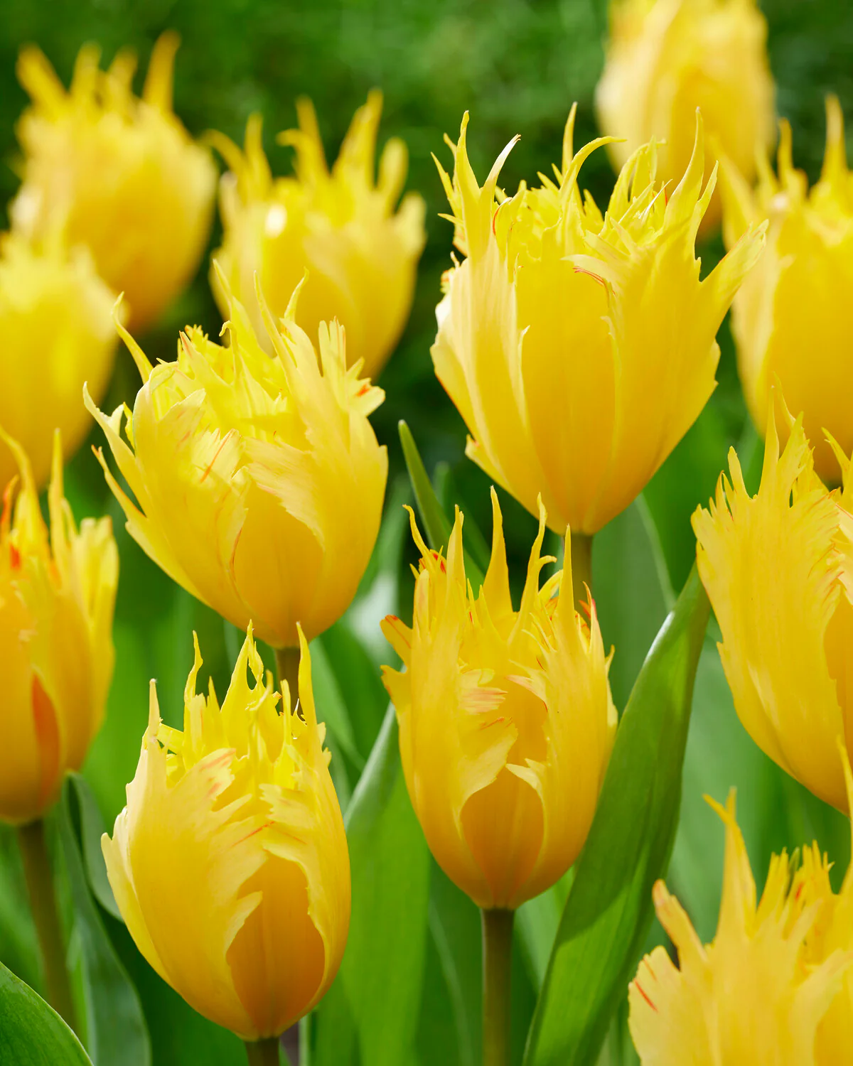 Tulip 'Sunny Leo' - Image 10