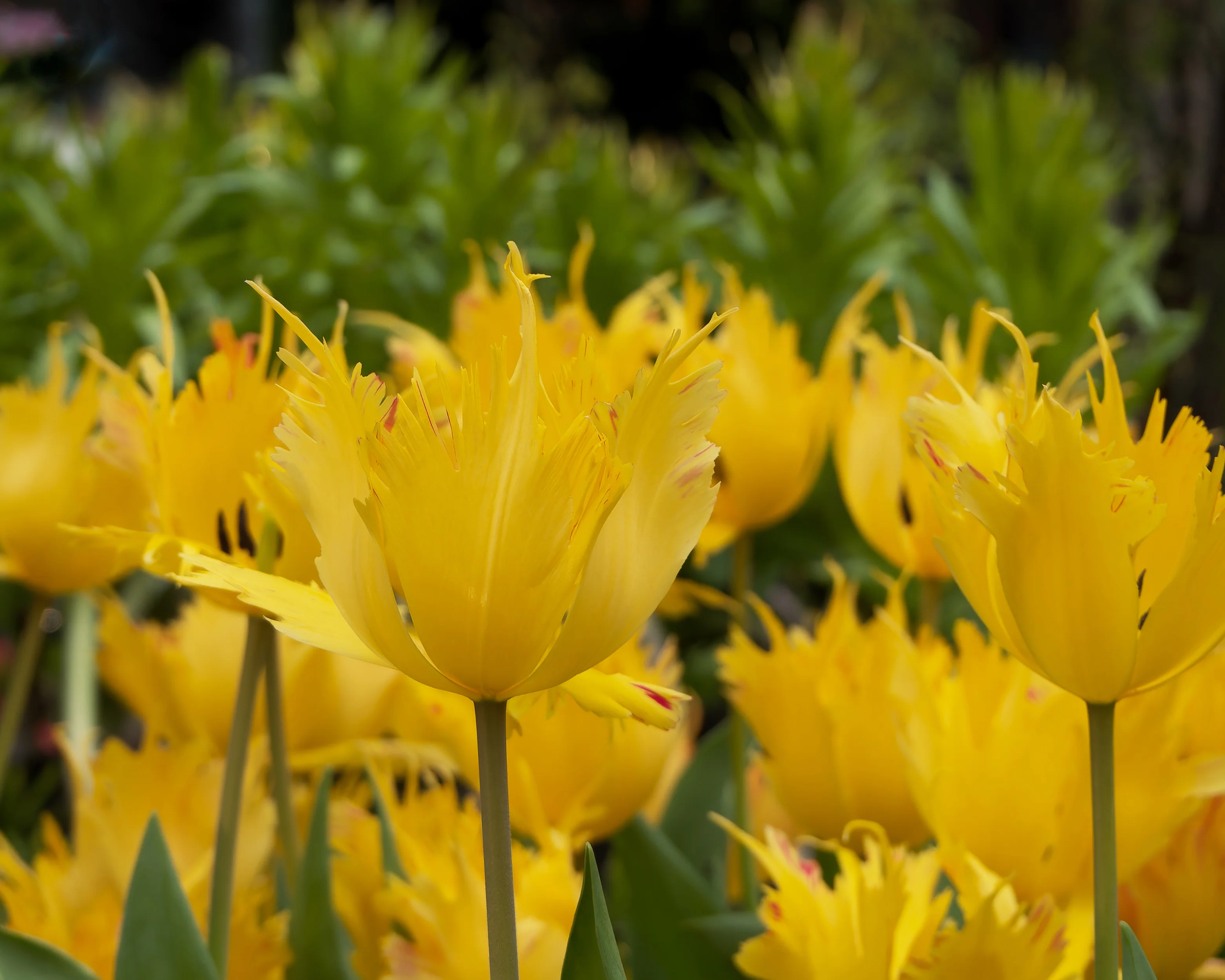 Tulip 'Sunny Leo' - Image 12