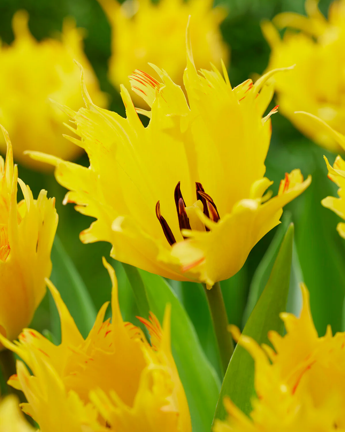 Tulip 'Sunny Leo' - Image 3