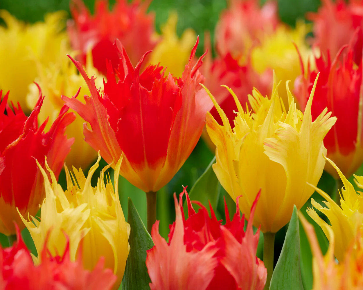 Tulip 'Sunny Leo' - Image 6