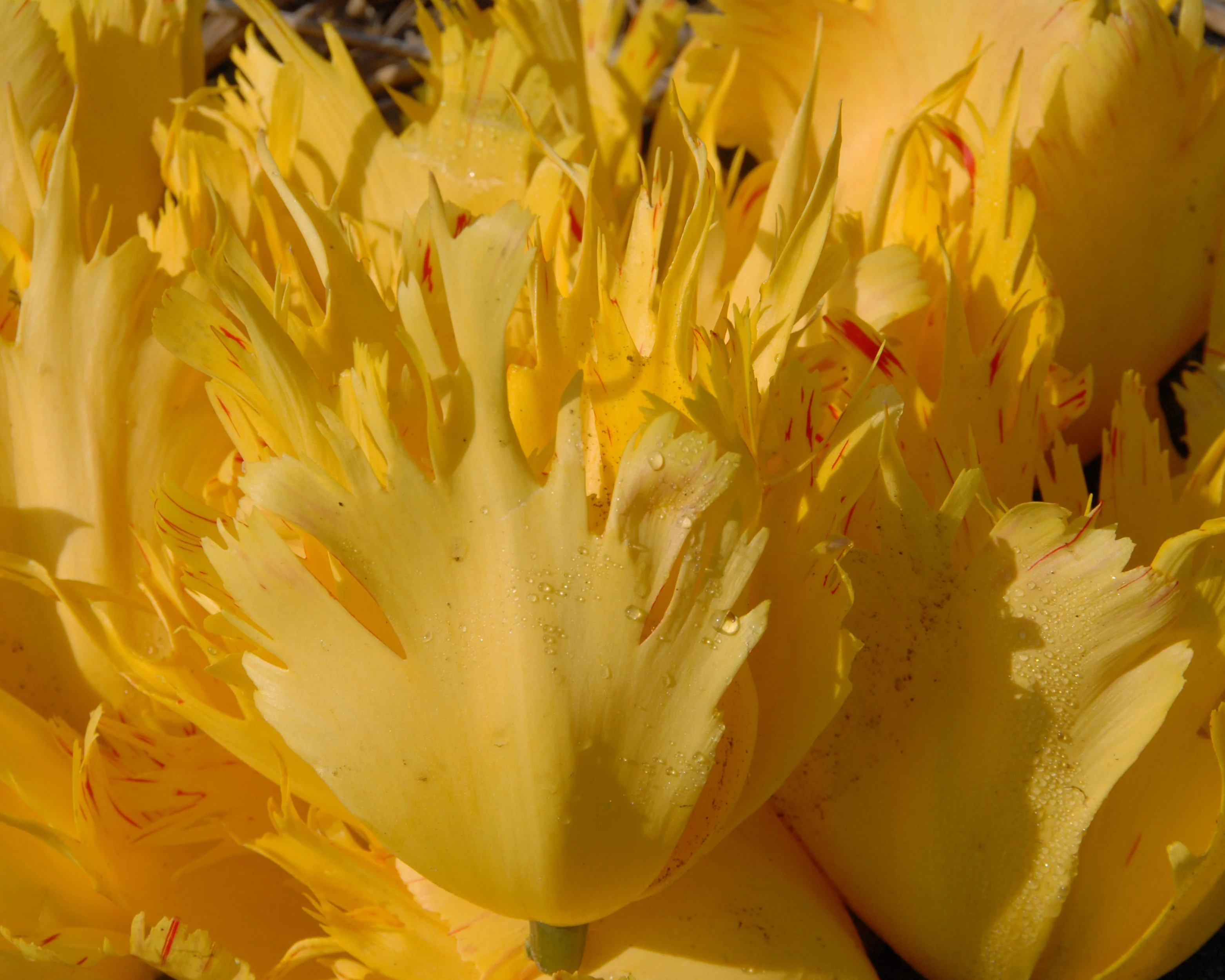 Tulip 'Sunny Leo' - Image 7