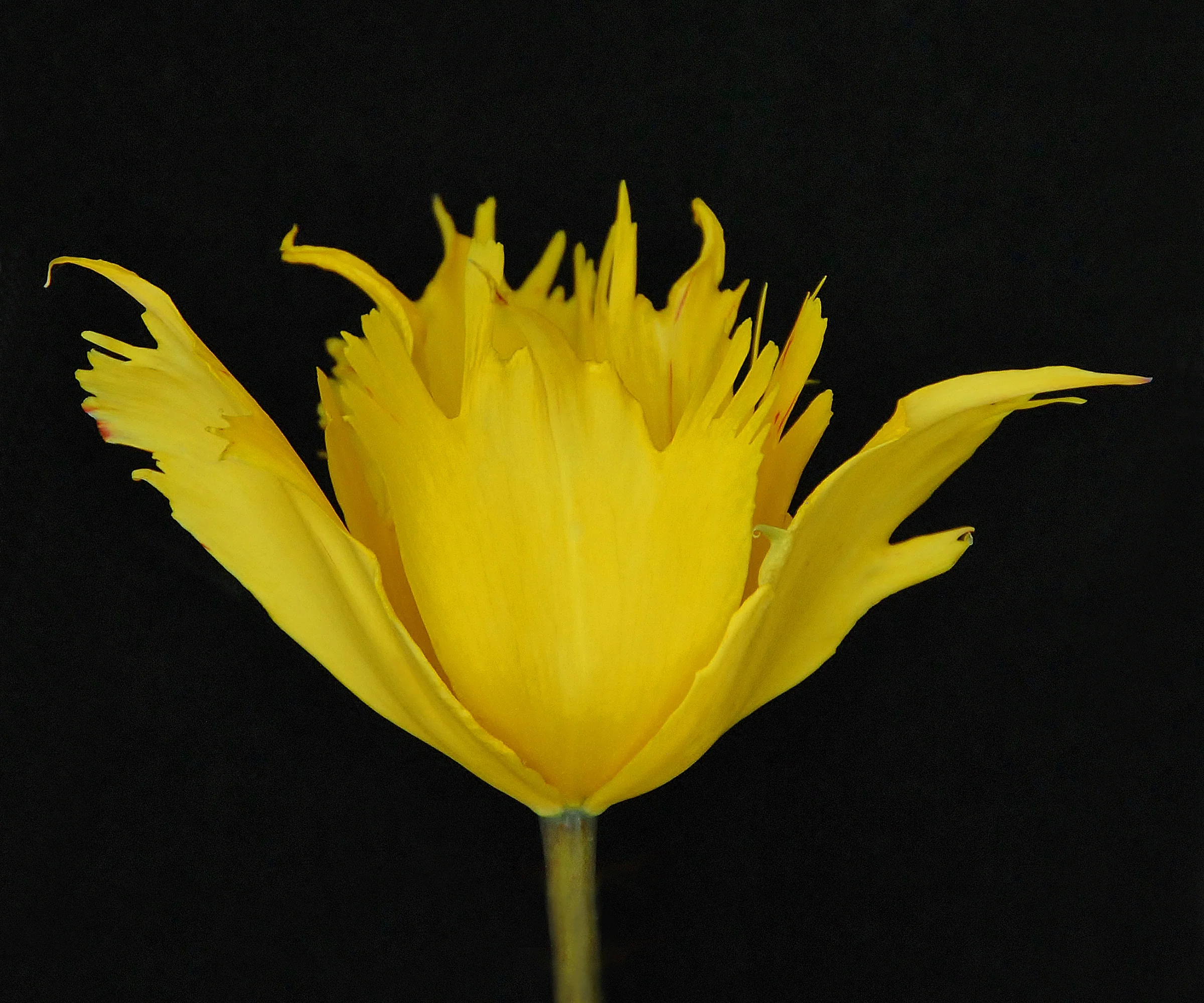 Tulip 'Sunny Leo' - Image 8