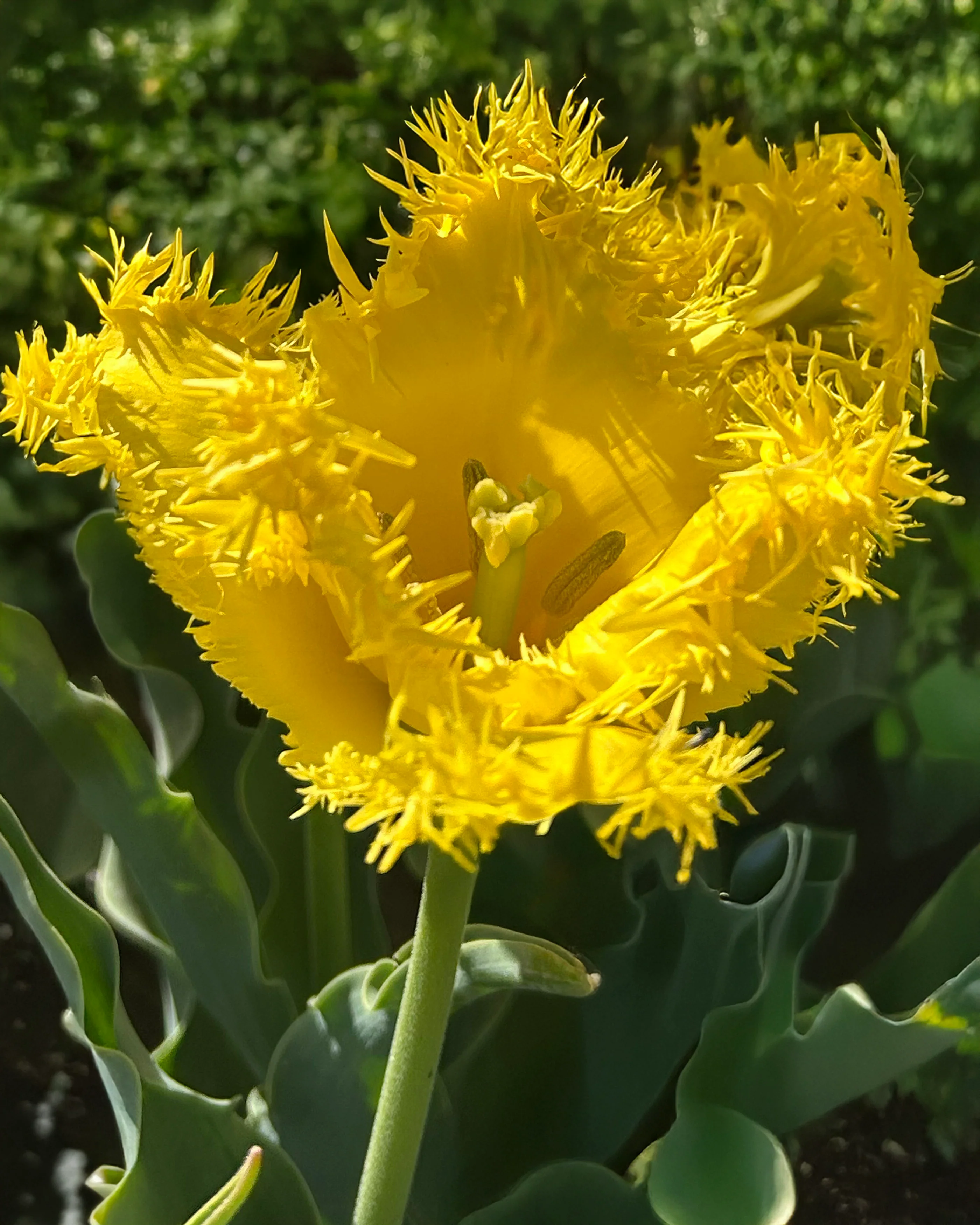 Tulip 'Sunny Time'