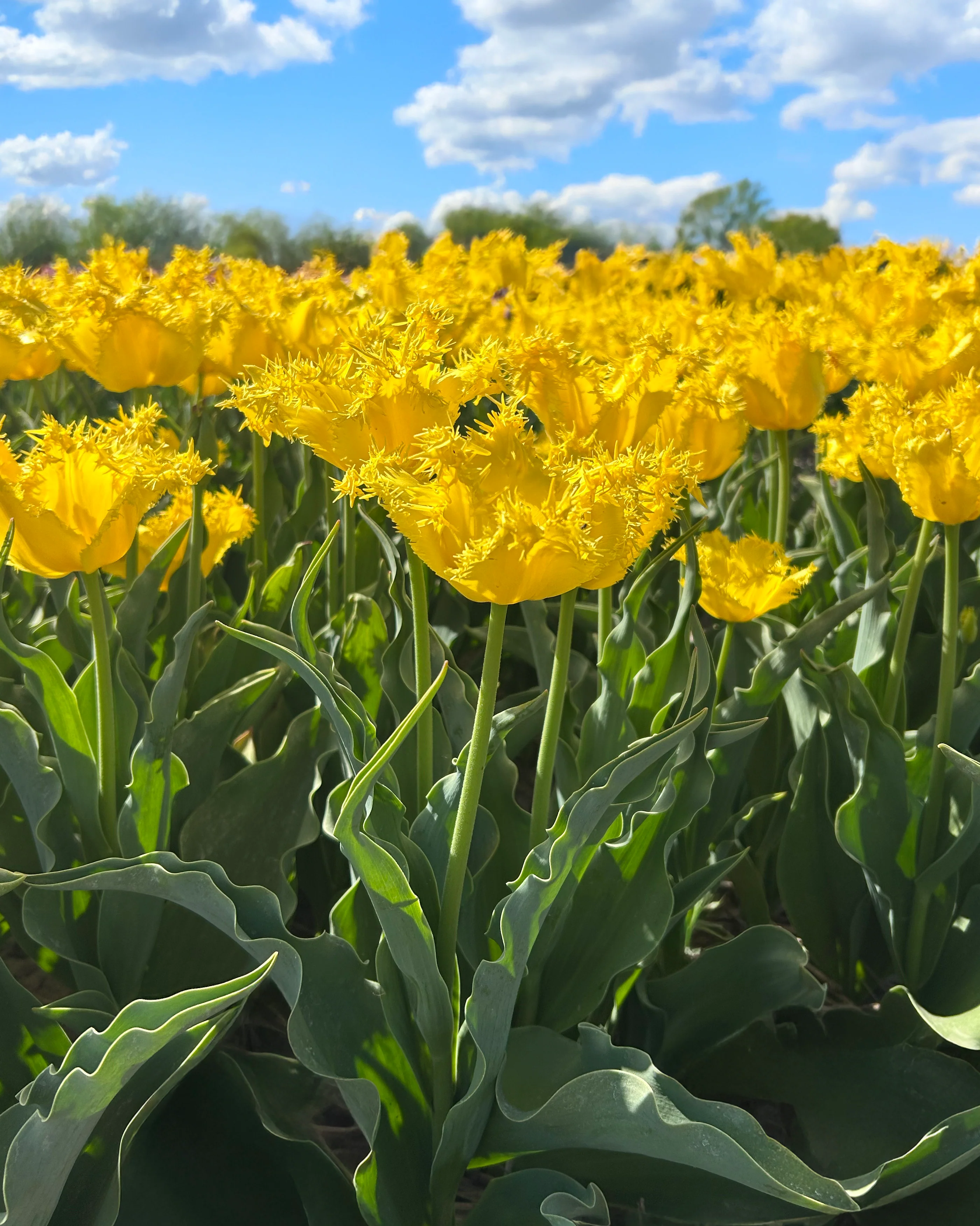Tulip 'Sunny Time' - Image 2