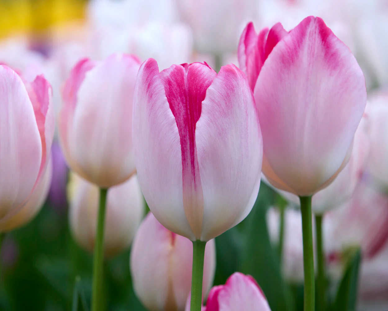 Tulip 'Supri Erotic' - Image 10