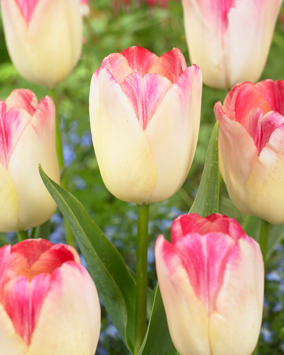 Tulip 'Supri Erotic' - Image 3