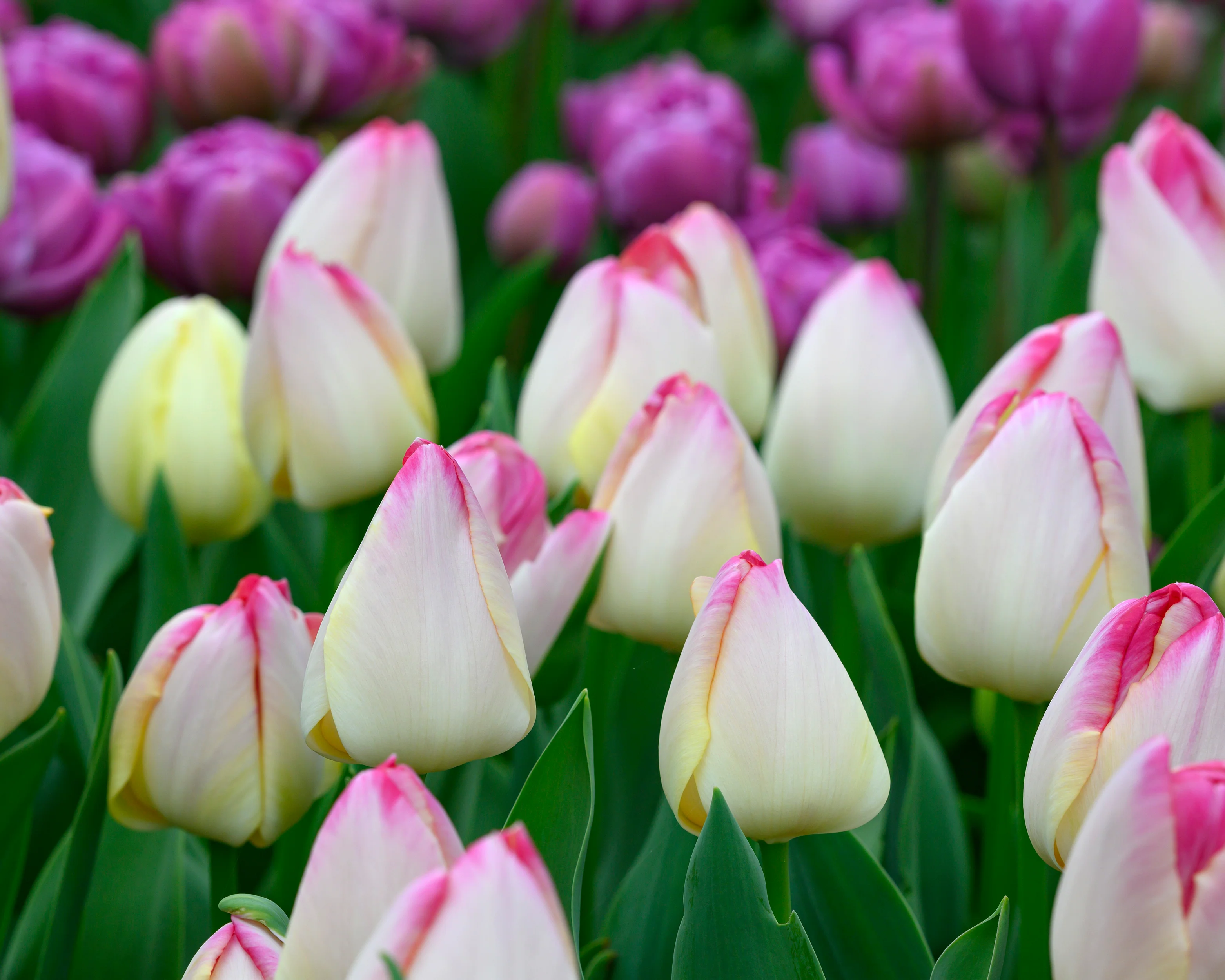 Tulip 'Supri Erotic' - Image 5