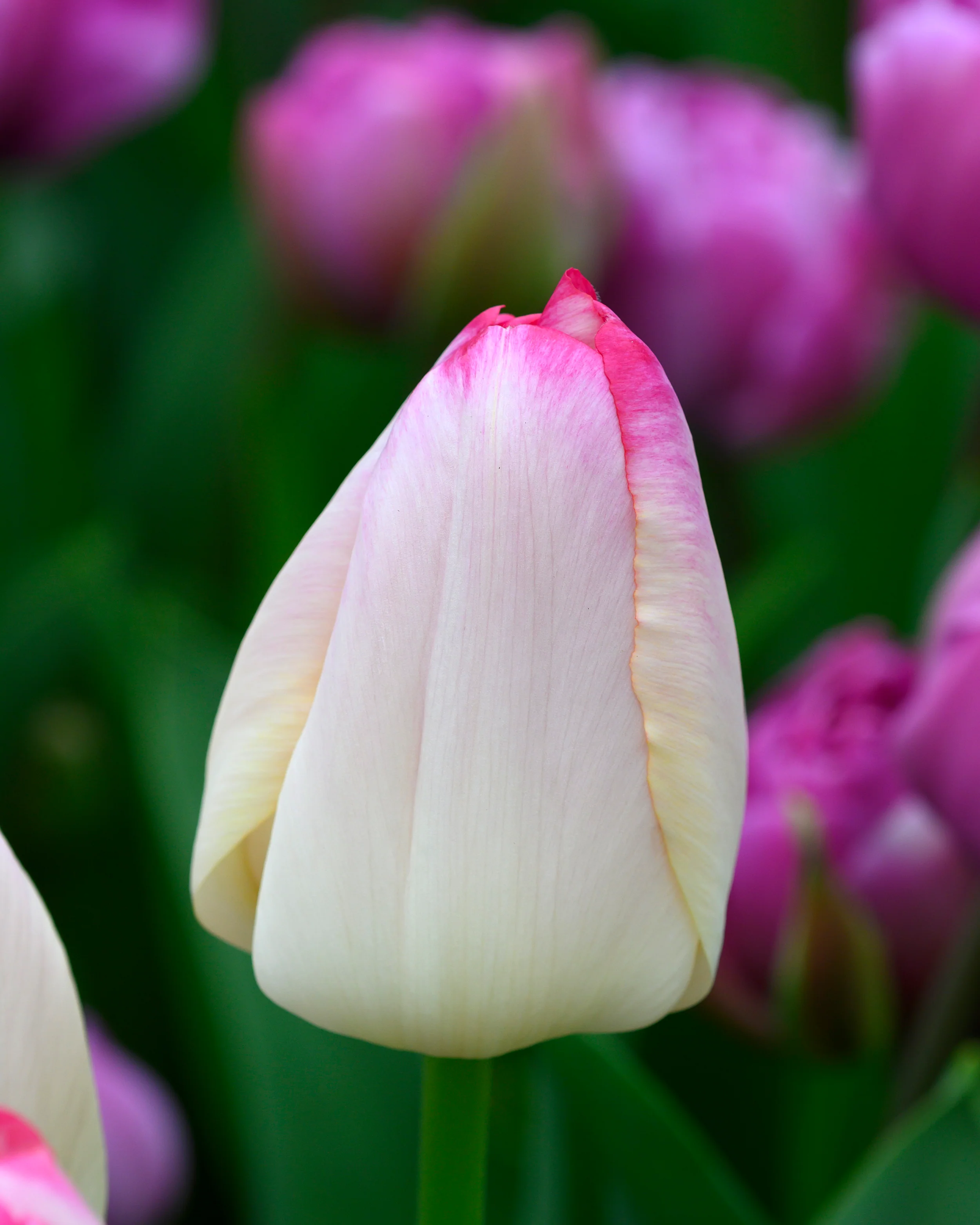 Tulip 'Supri Erotic' - Image 6