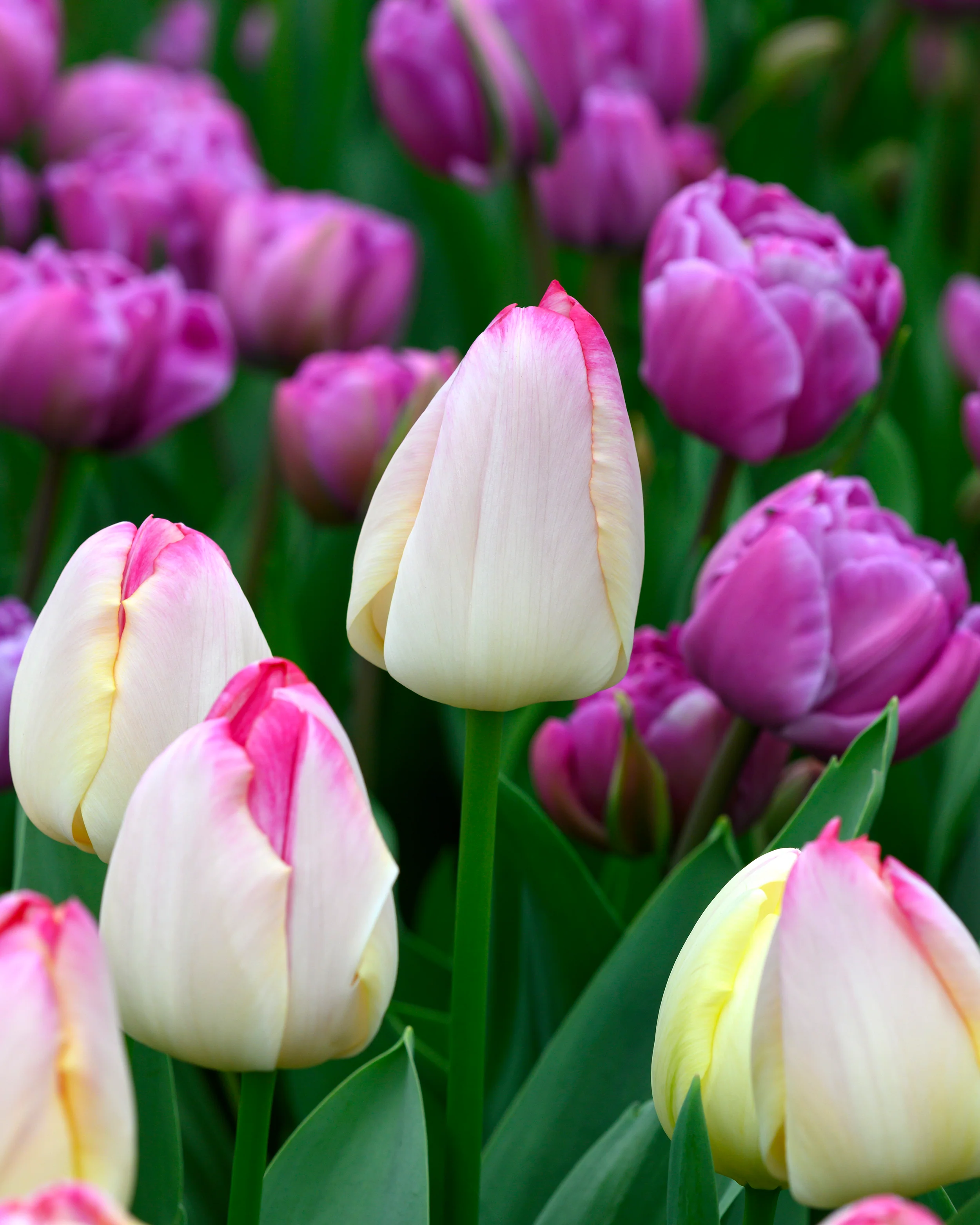 Tulip 'Supri Erotic' - Image 7