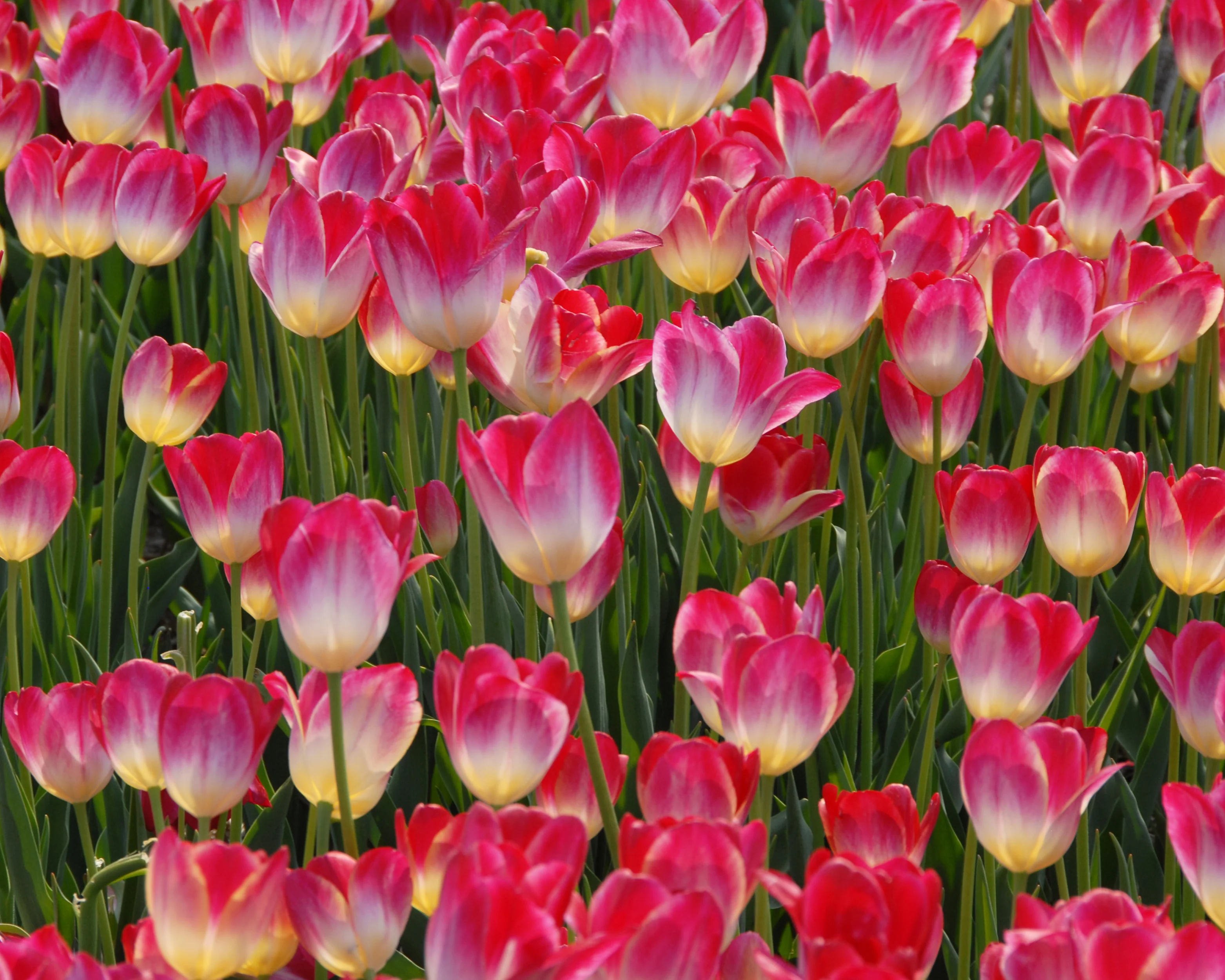 Tulip 'Supri Erotic' - Image 8
