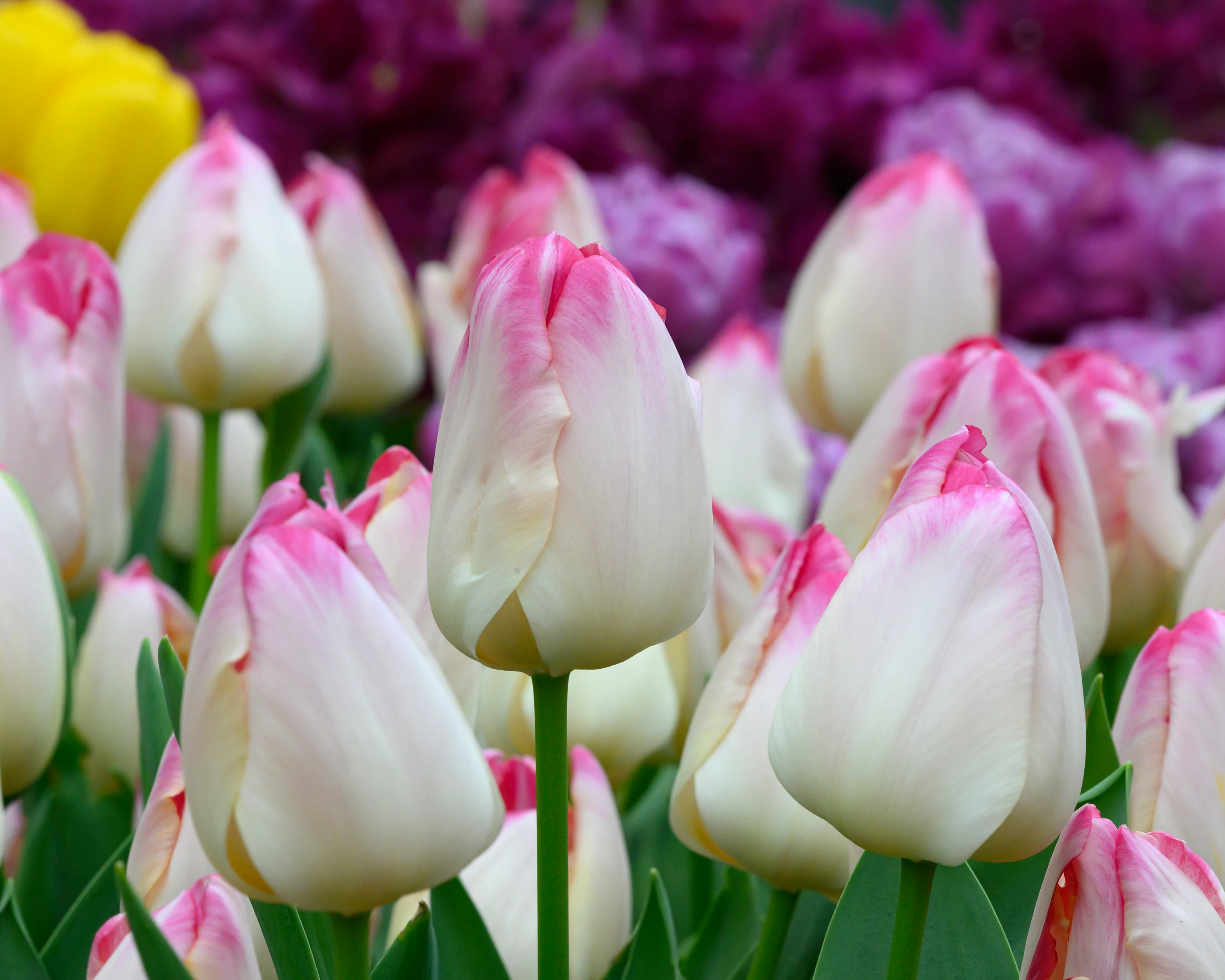 Tulip 'Supri Erotic' - Image 9