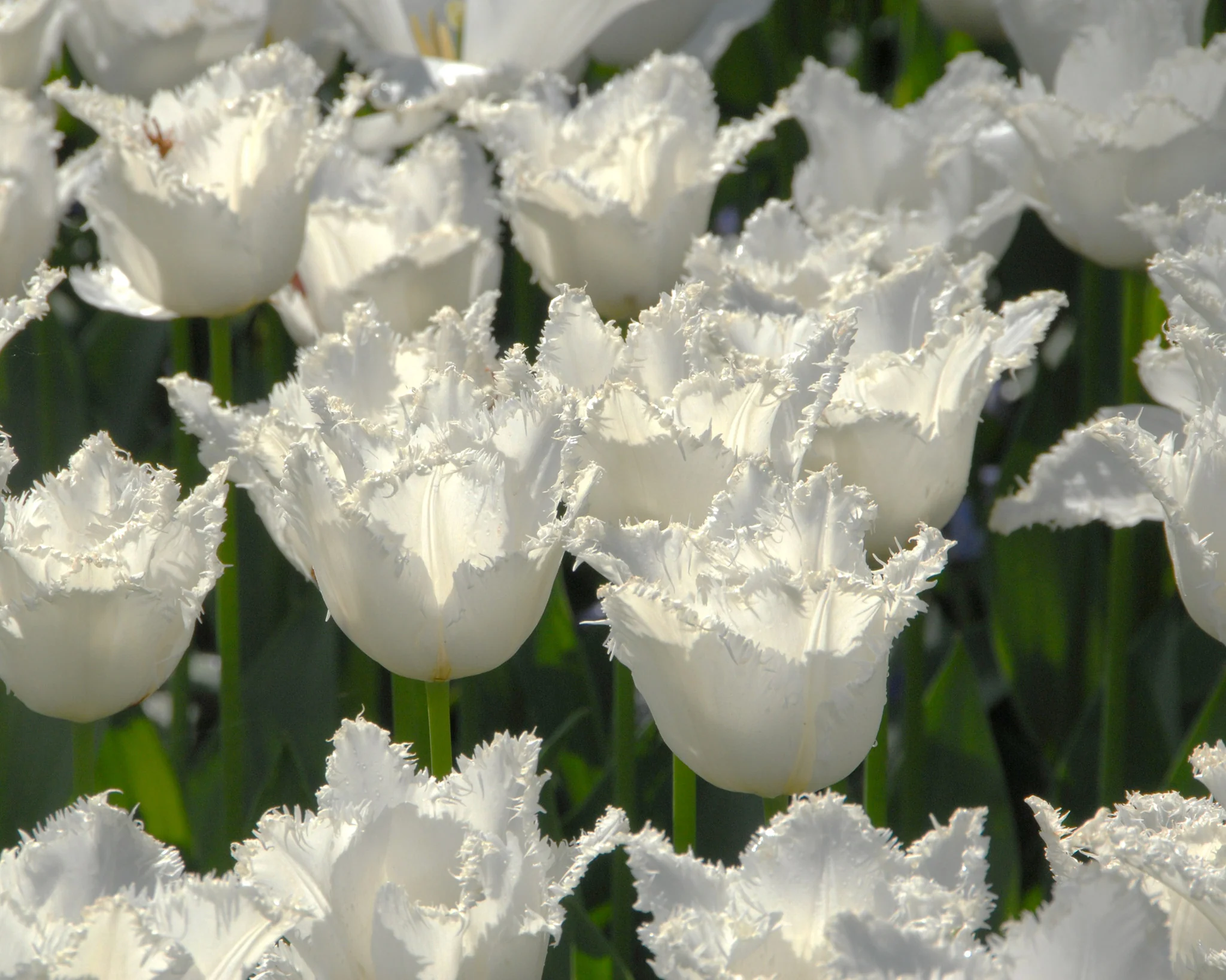 Tulip 'Swan Wings' - Image 3