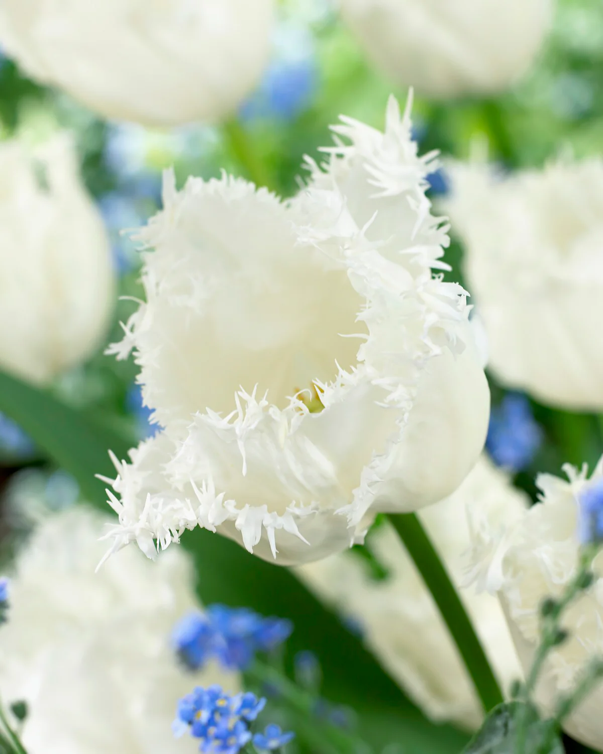Tulip 'Swan Wings' - Image 5