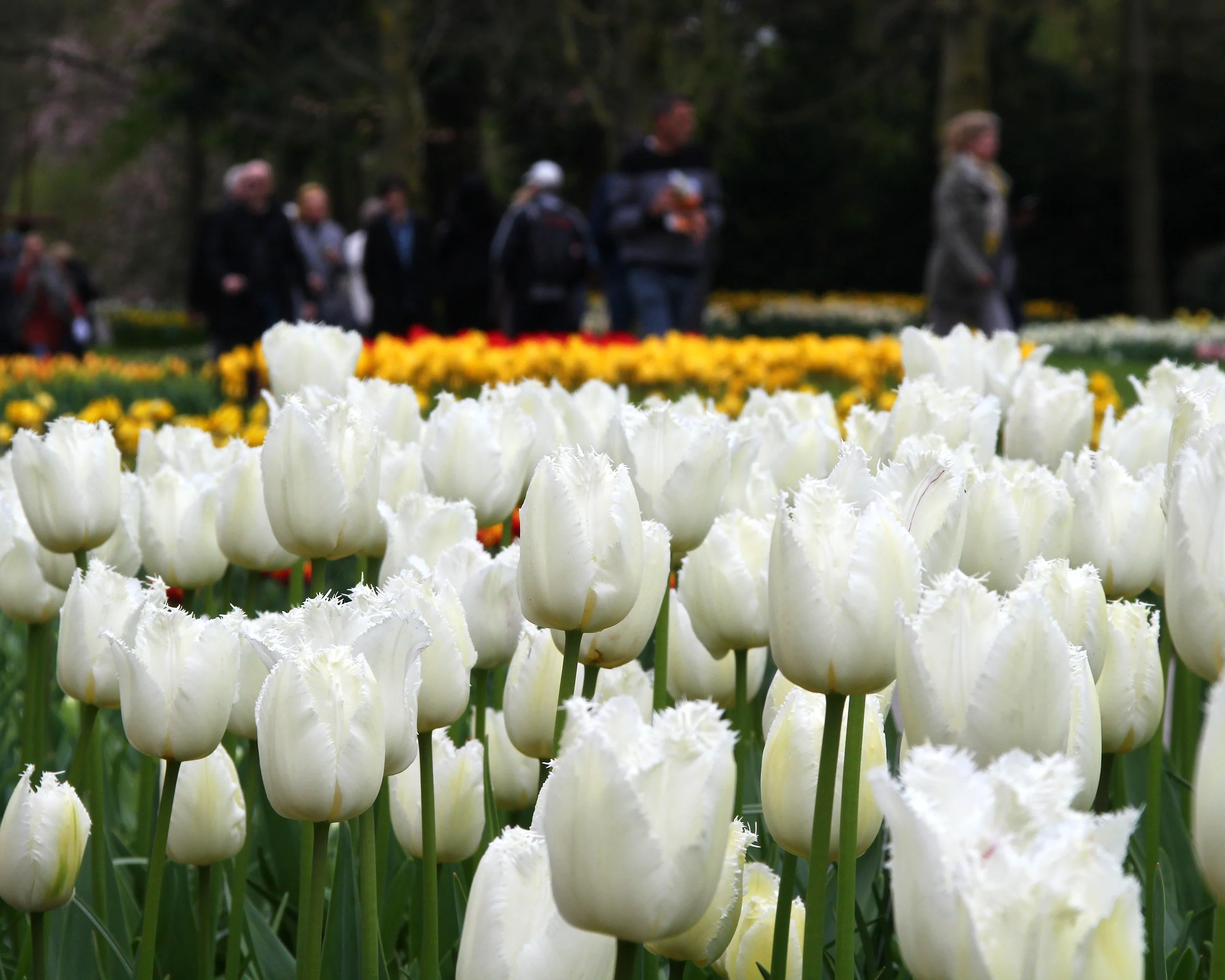 Tulip 'Swan Wings' - Image 6