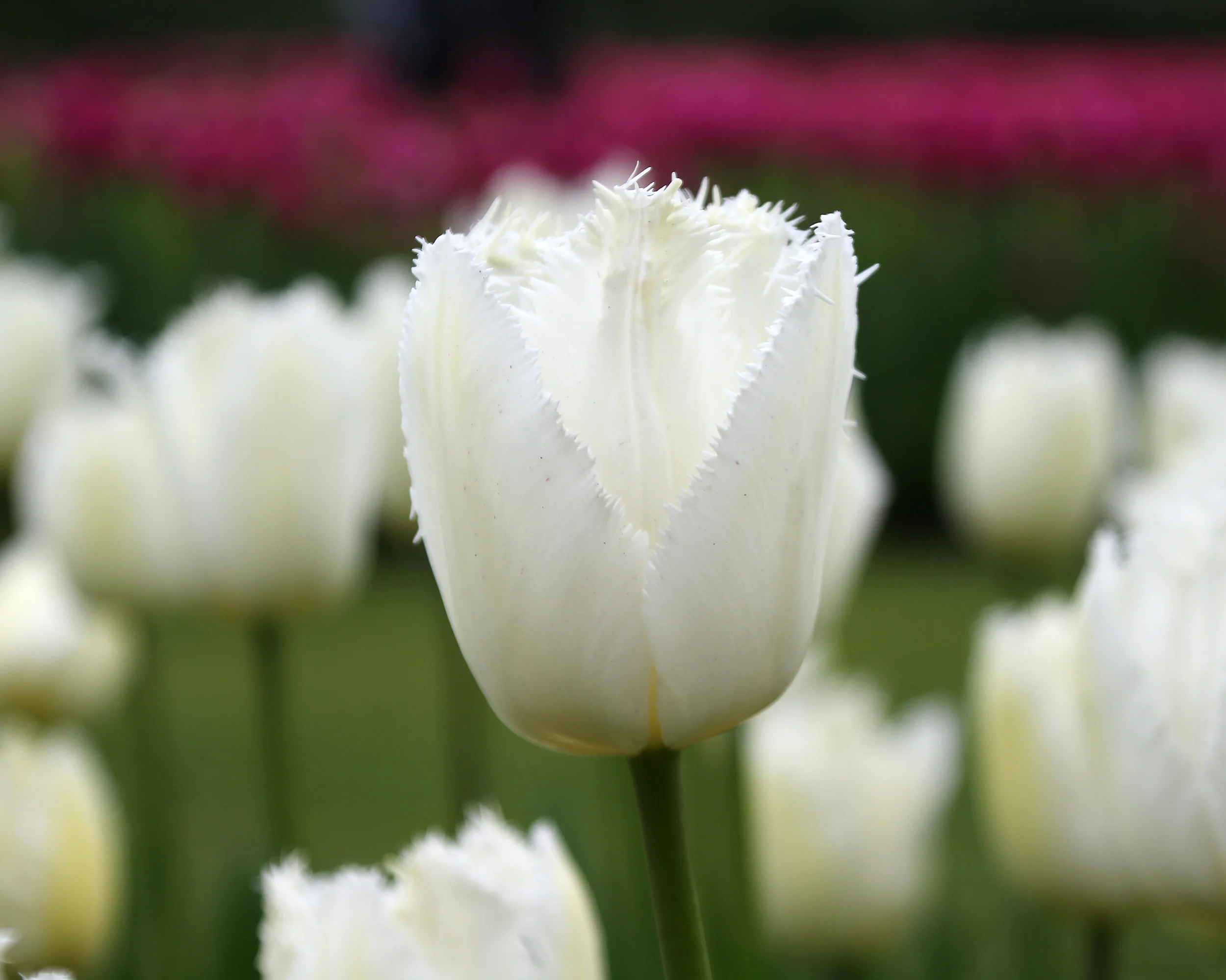 Tulip 'Swan Wings' - Image 9