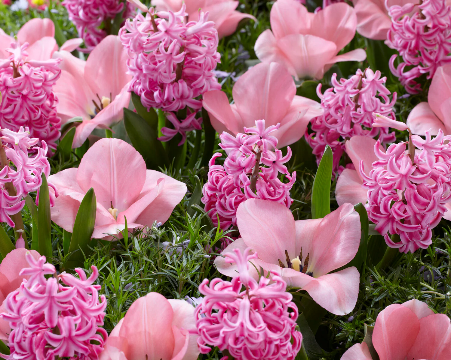 Tulip 'Sweet Sixteen' - Image 4