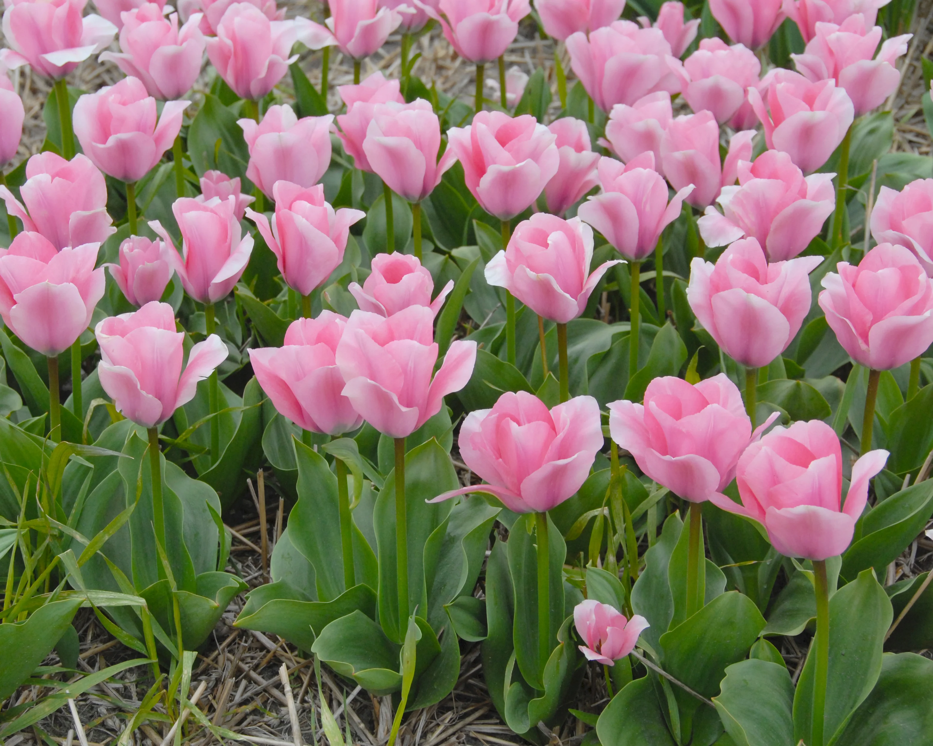 Tulip 'Sweet Sixteen' - Image 5