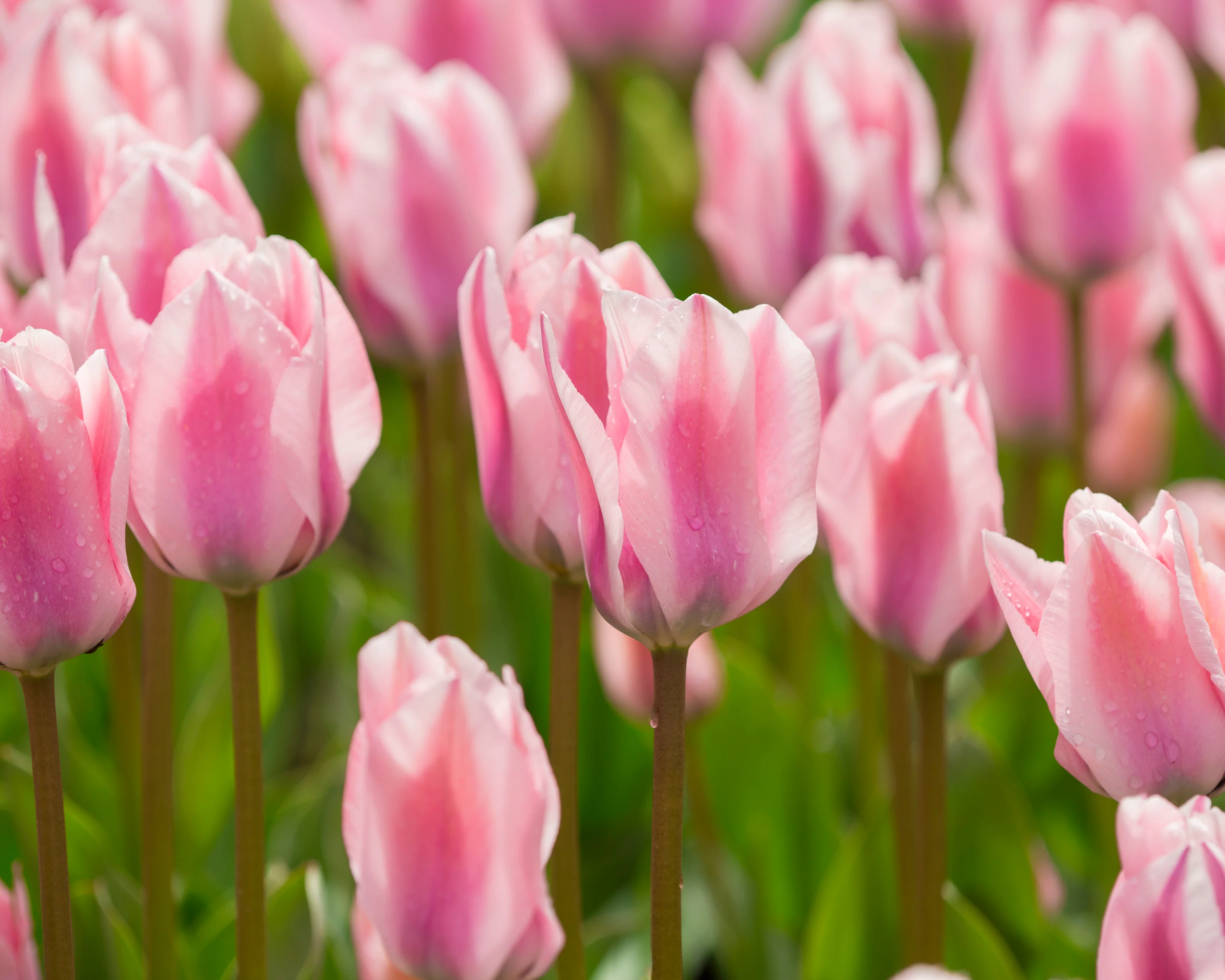 Tulip 'Sweet Sixteen' - Image 6