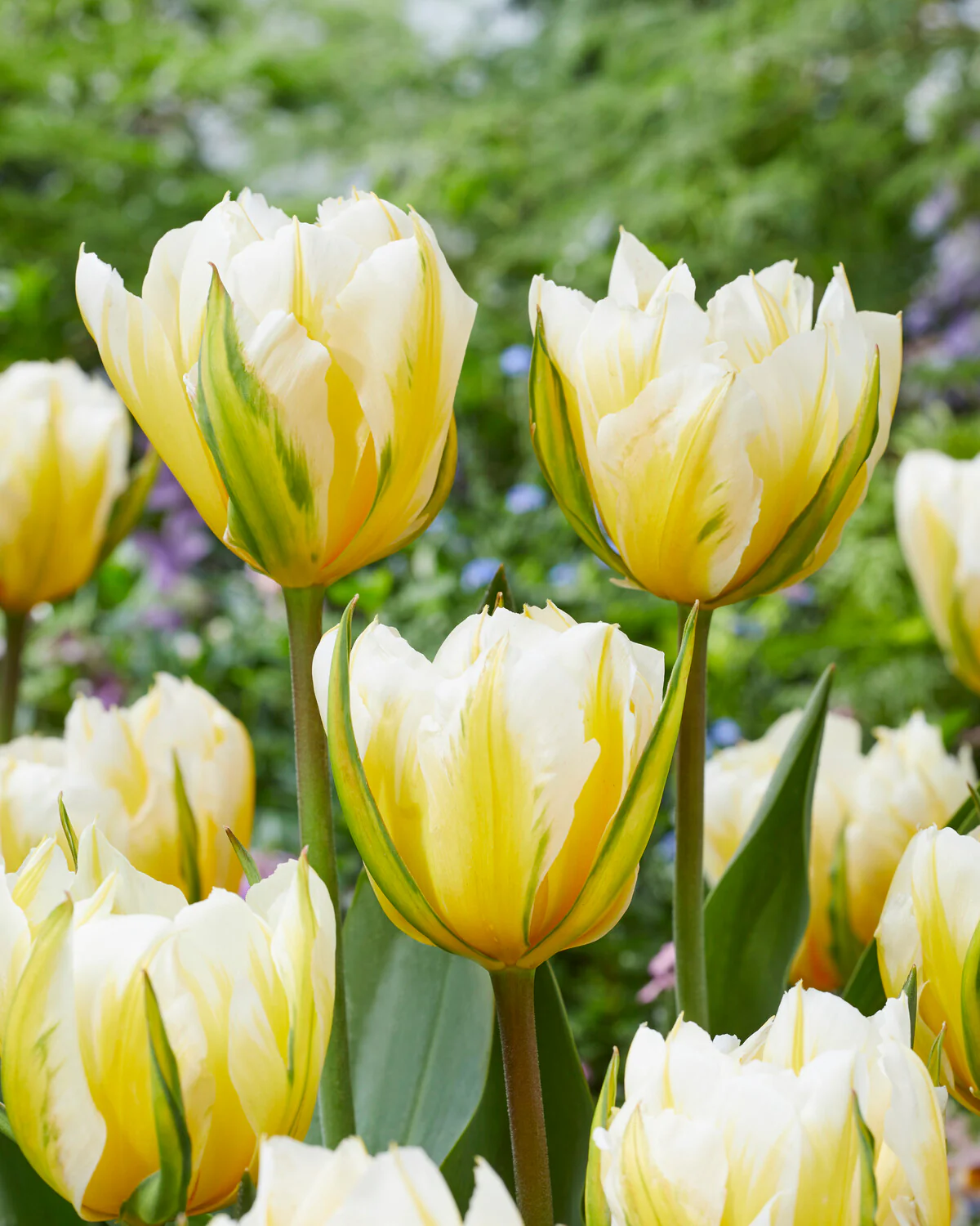 Tulip 'Sweet Valley' - Image 3