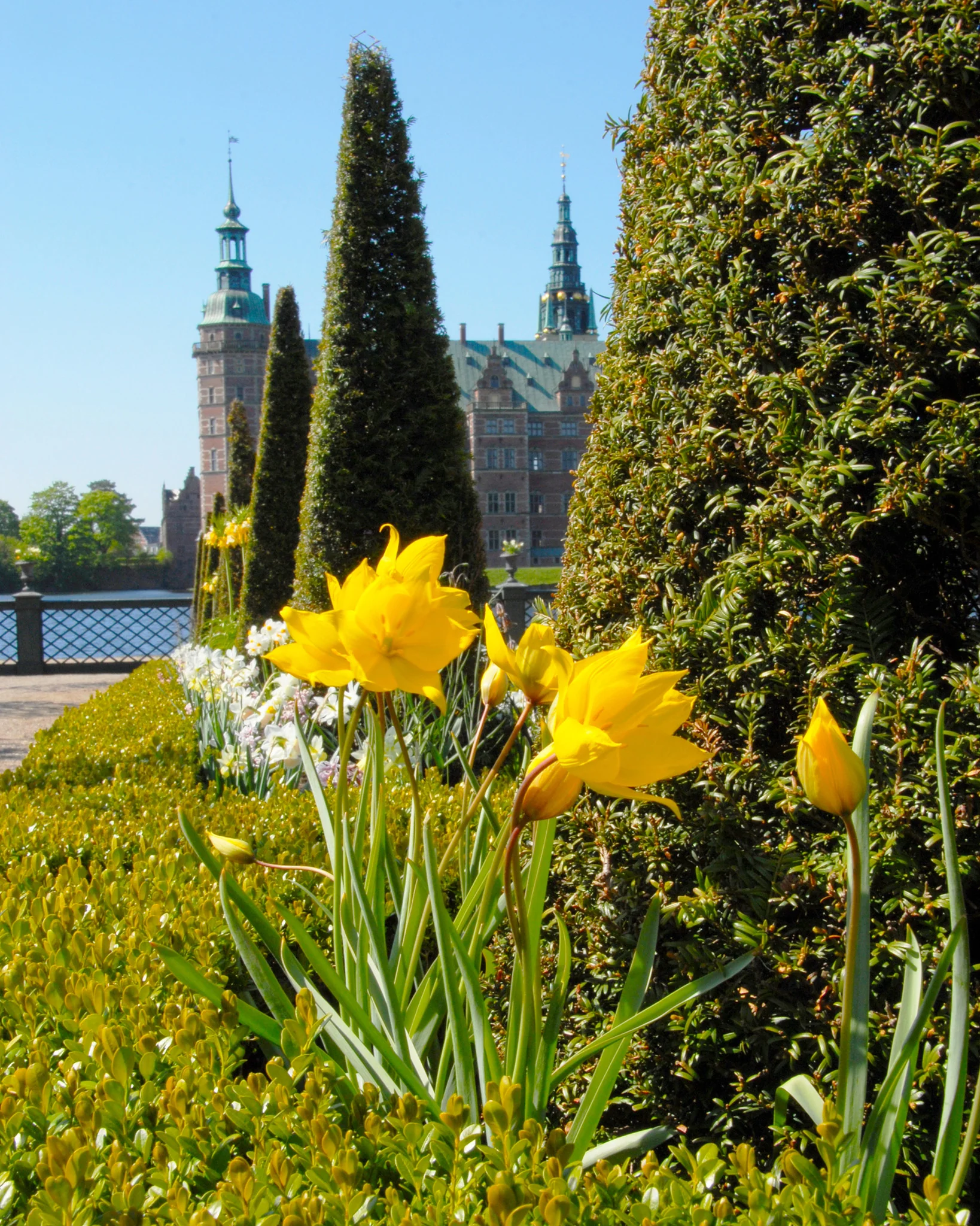 Tulip sylvestris - Image 3