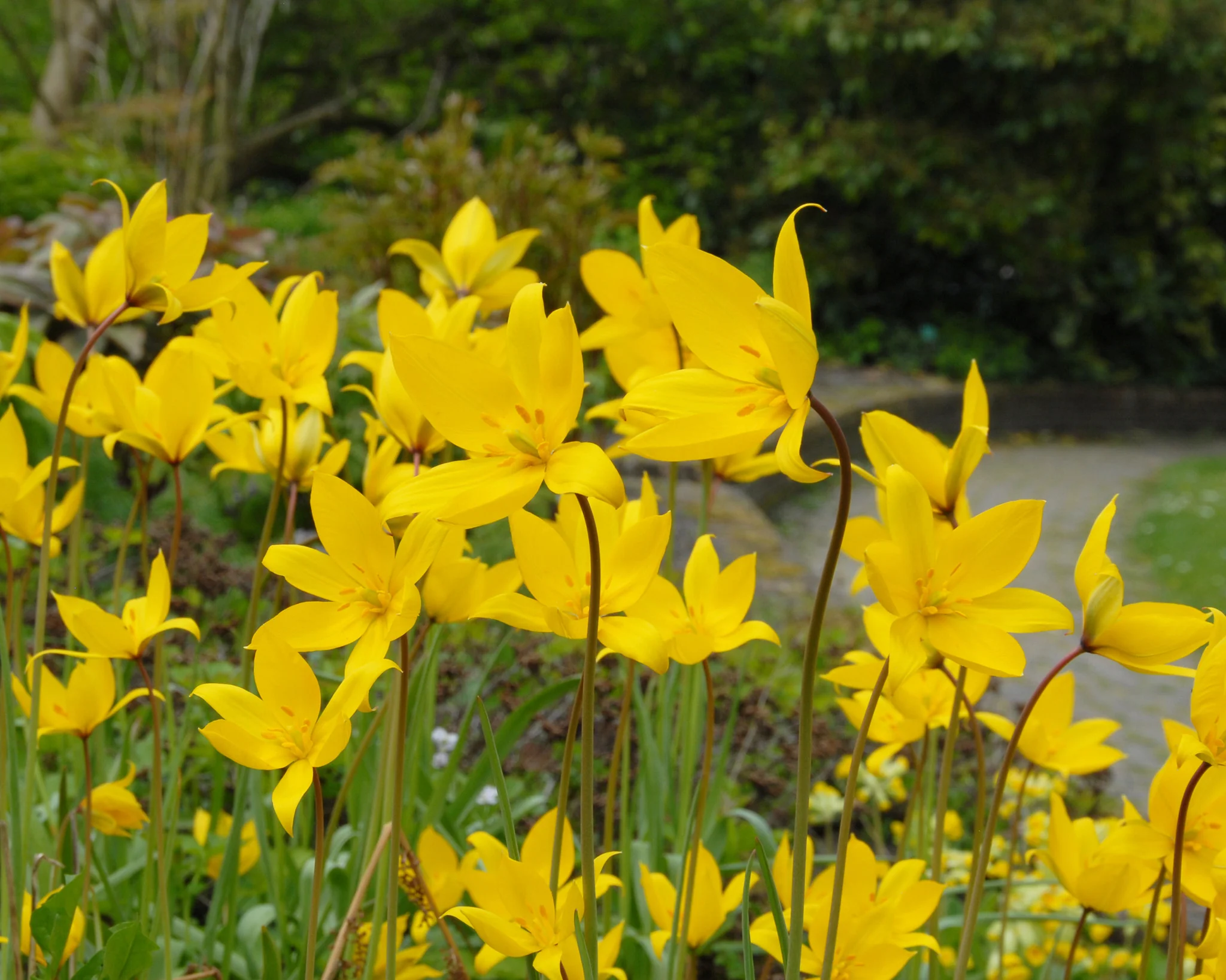 Tulip sylvestris - Image 5