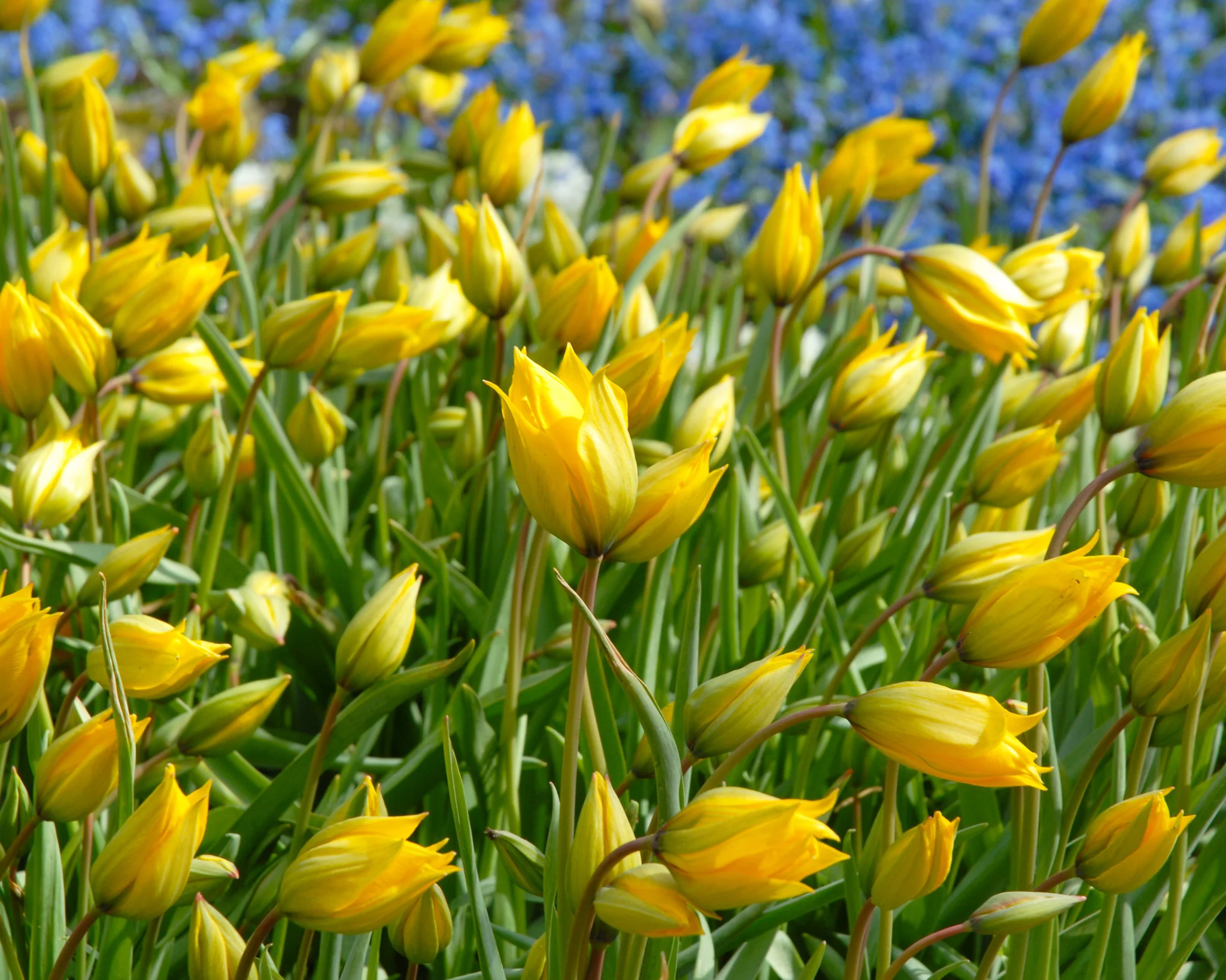 Tulip sylvestris - Image 7