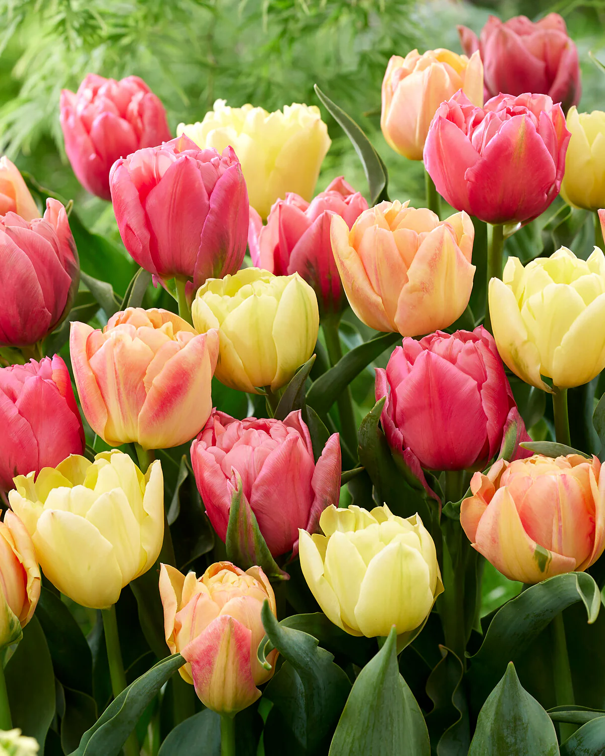 Tulip collection 'Symbiose Pastels'