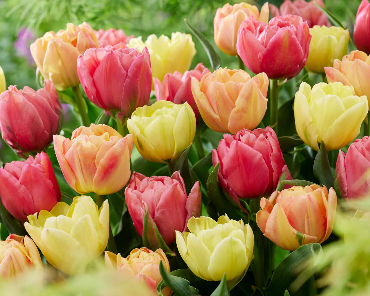 Tulip collection 'Symbiose Pastels' - Image 2